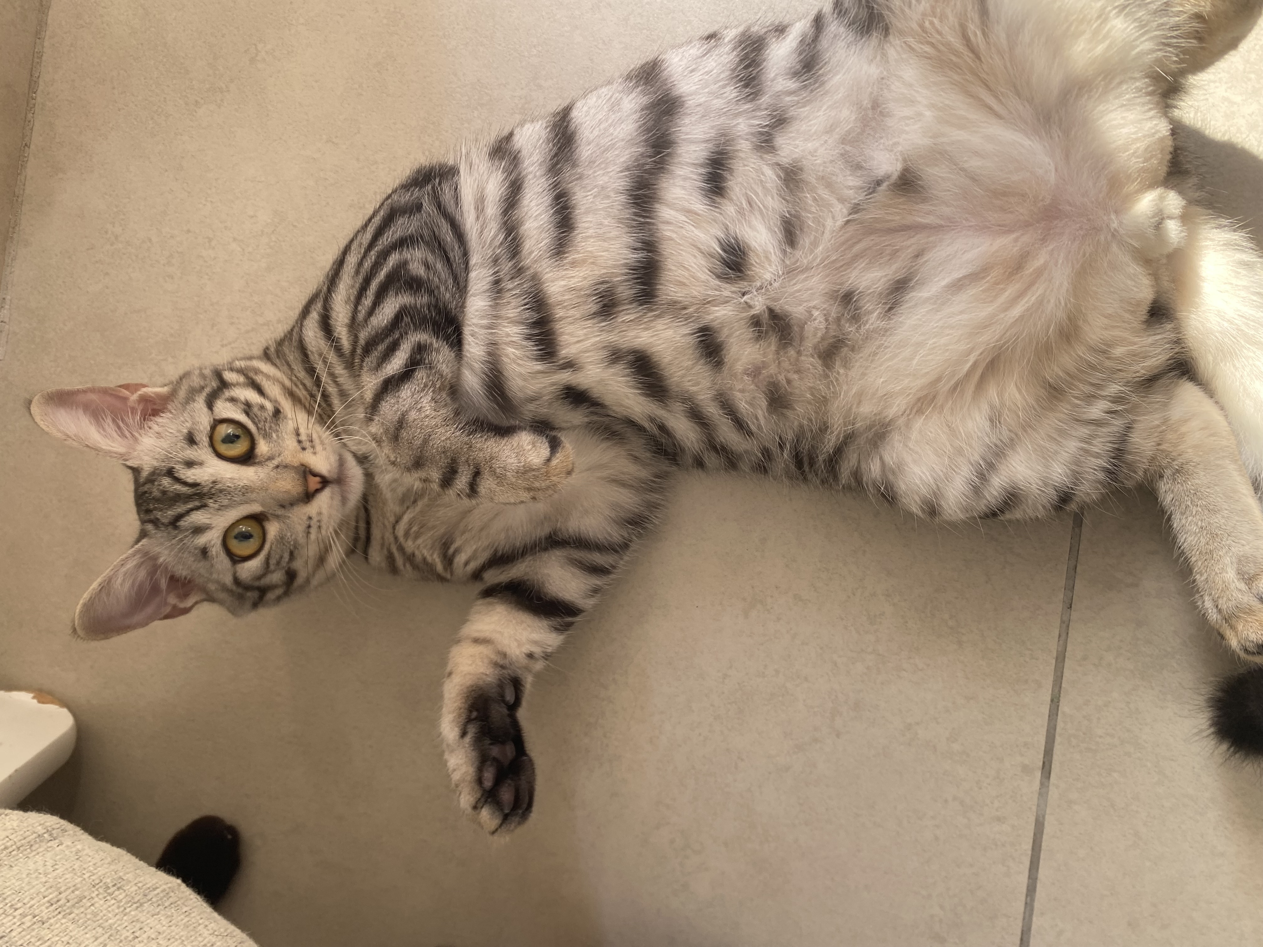 American shorthair x Siamese kitten  - Image 2