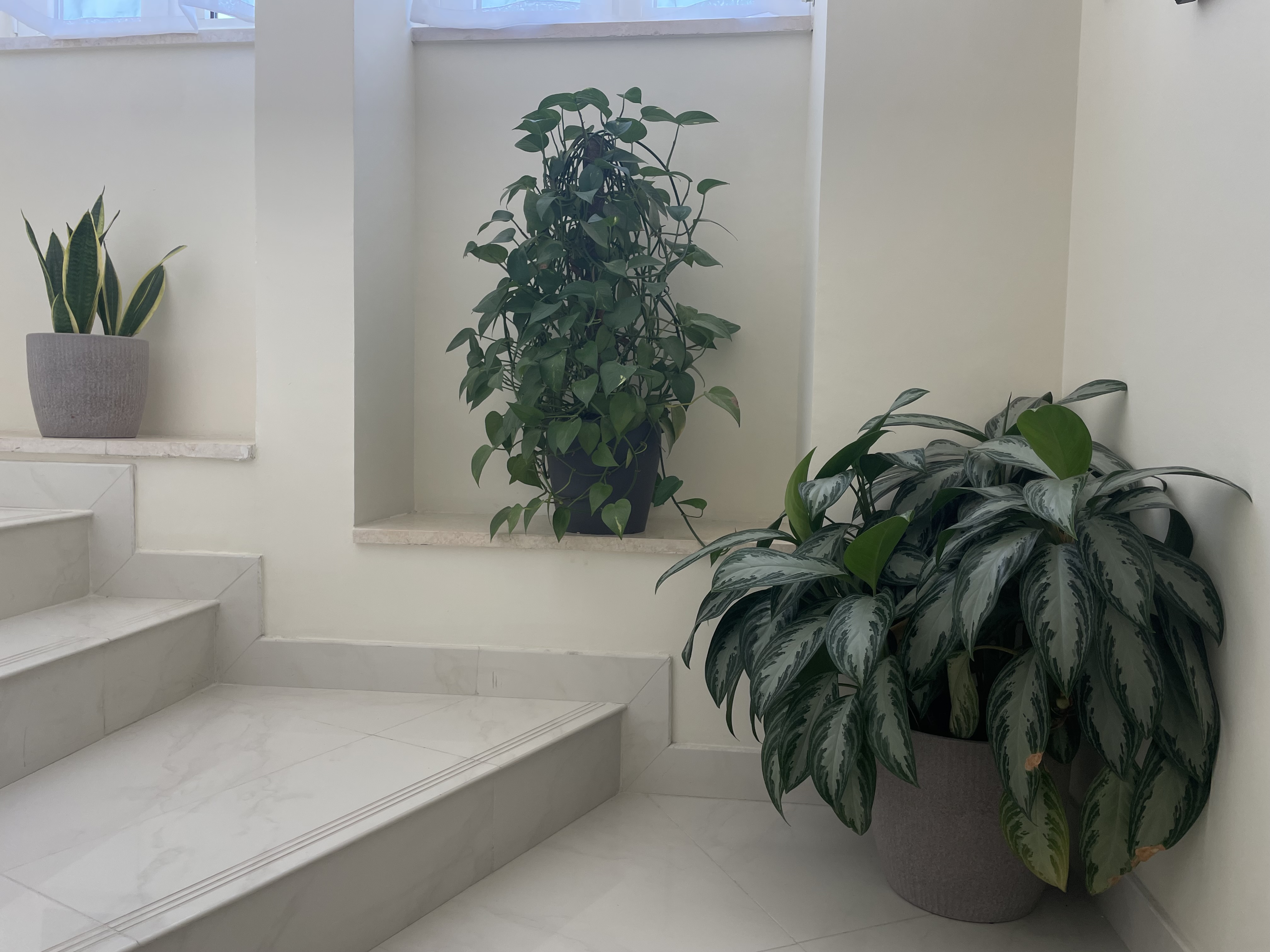  Plants for sale – large collection, all sizes - Image 7