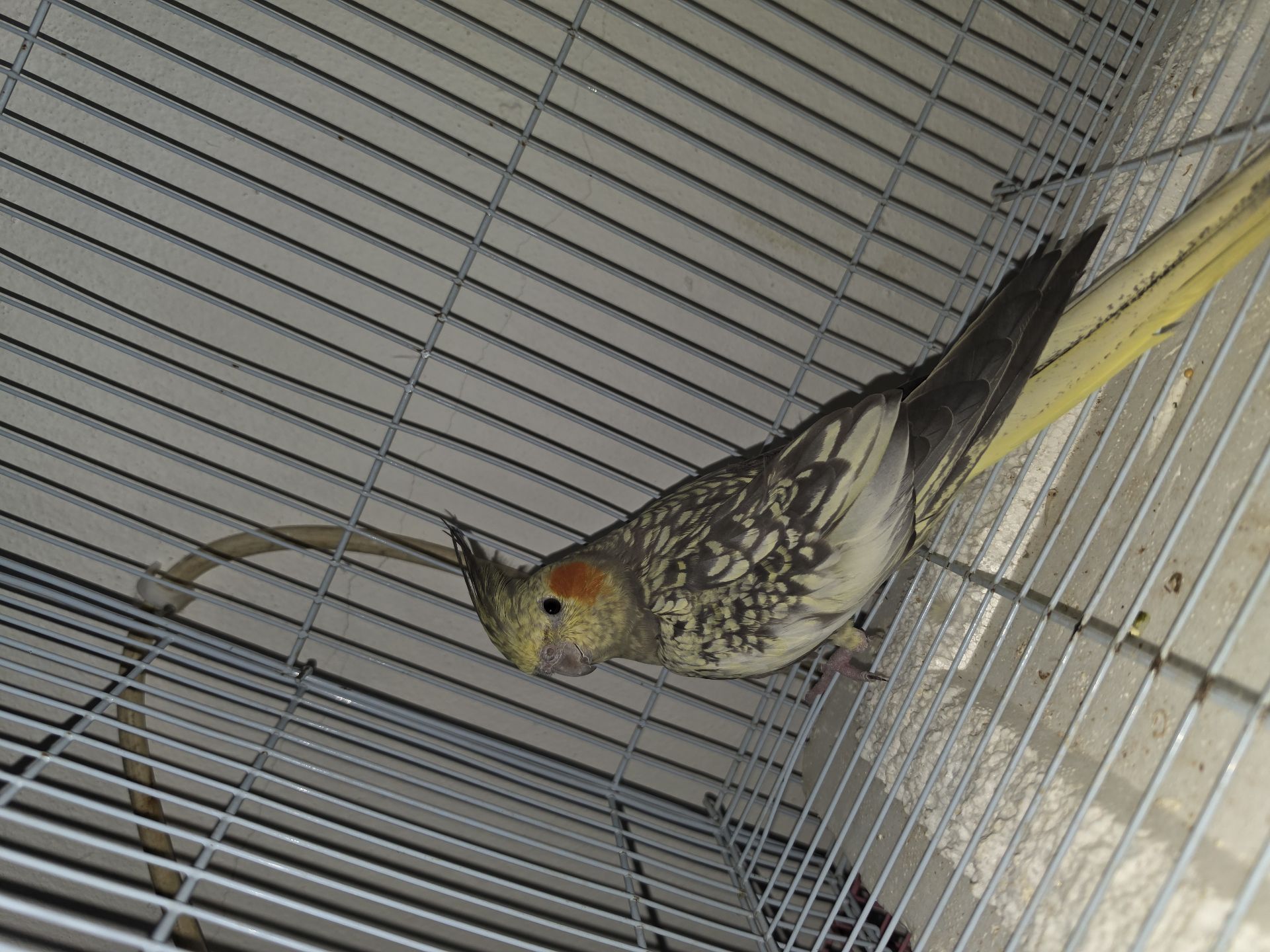 Bird  - Image 2