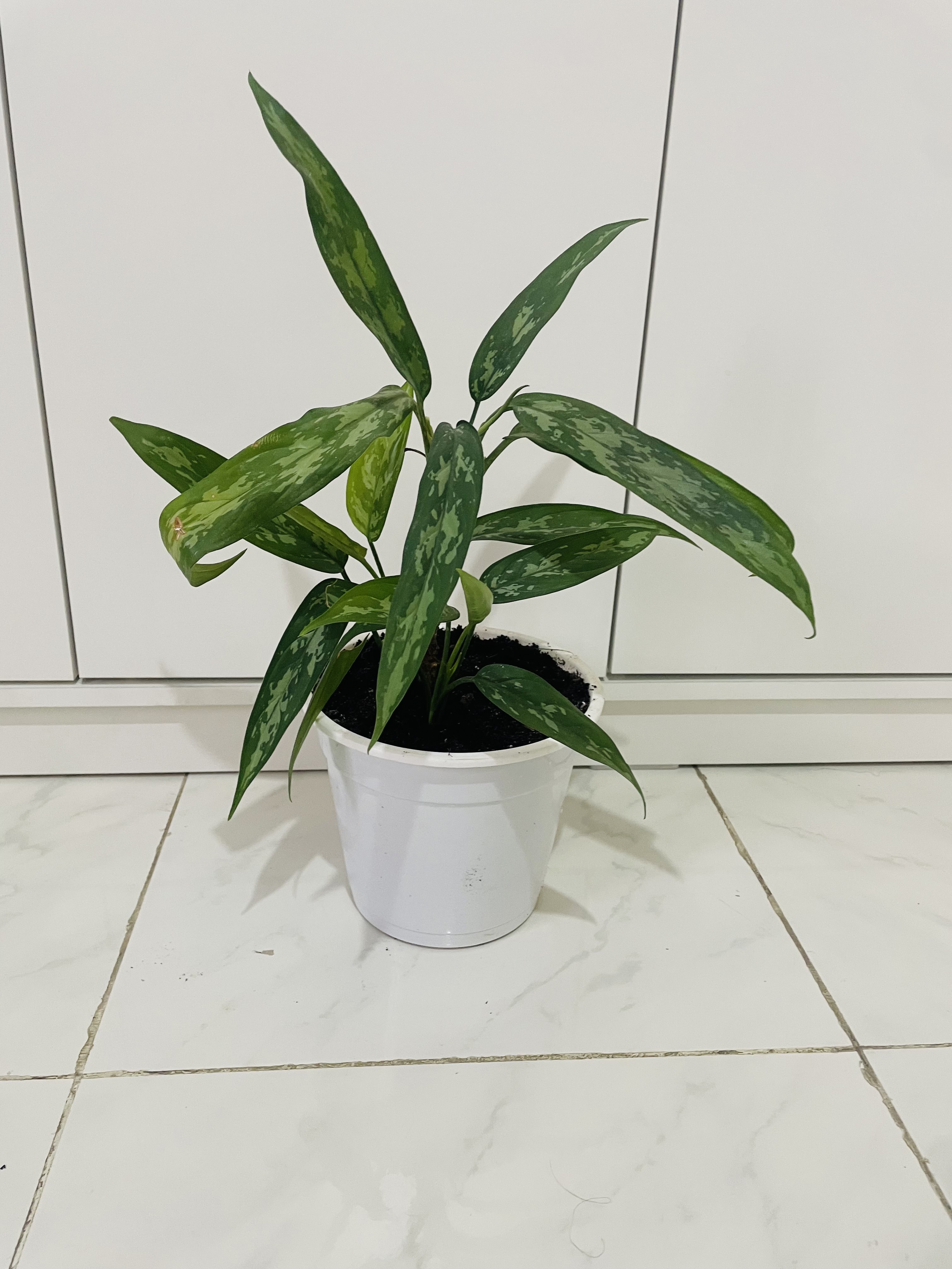 Indoor plants  - Image 6