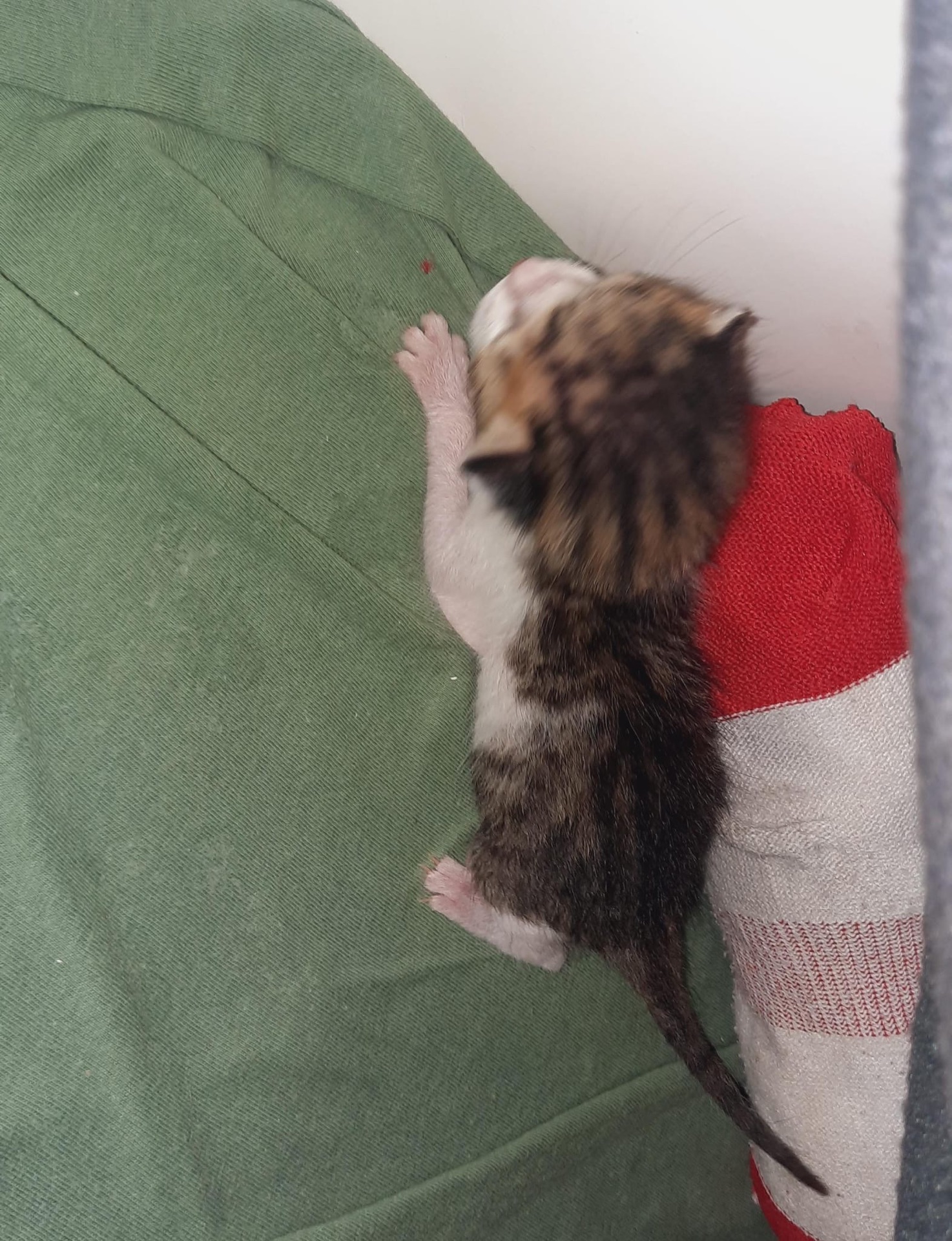  Urgent newborn kitten needs nursing mother or foster - Image 2