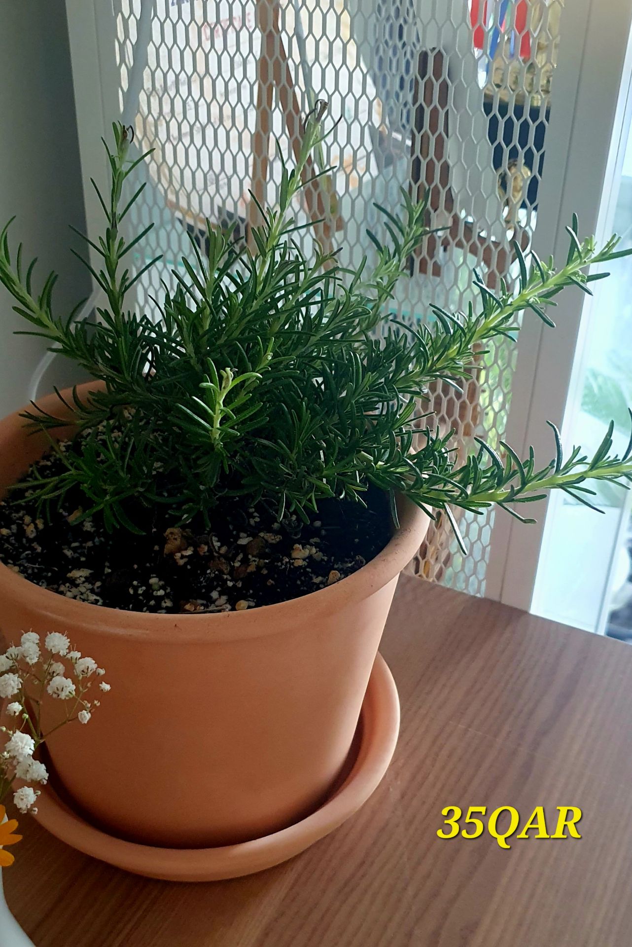 Rosemary plant - Image 1