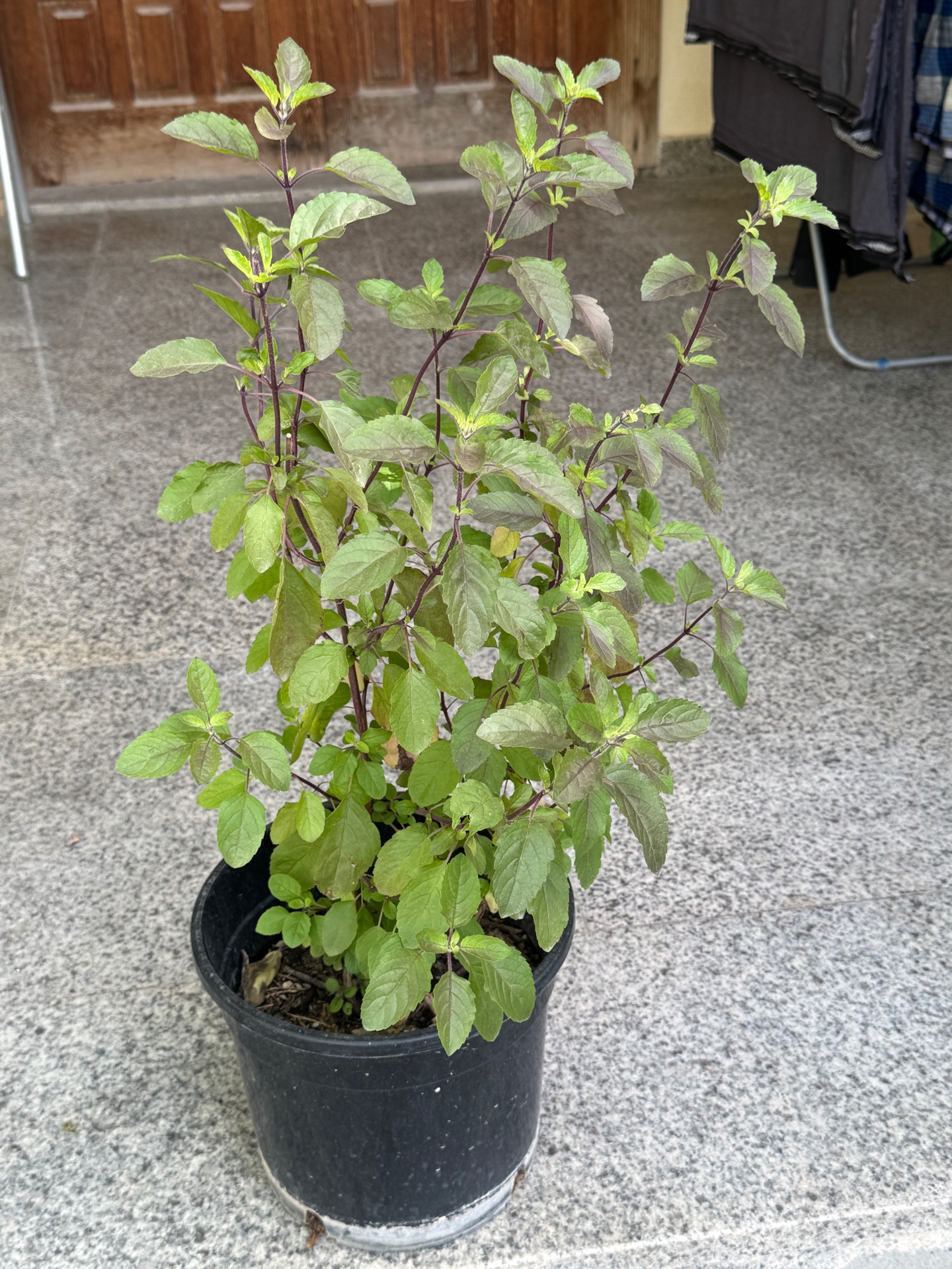 Plants for sale - Image 5