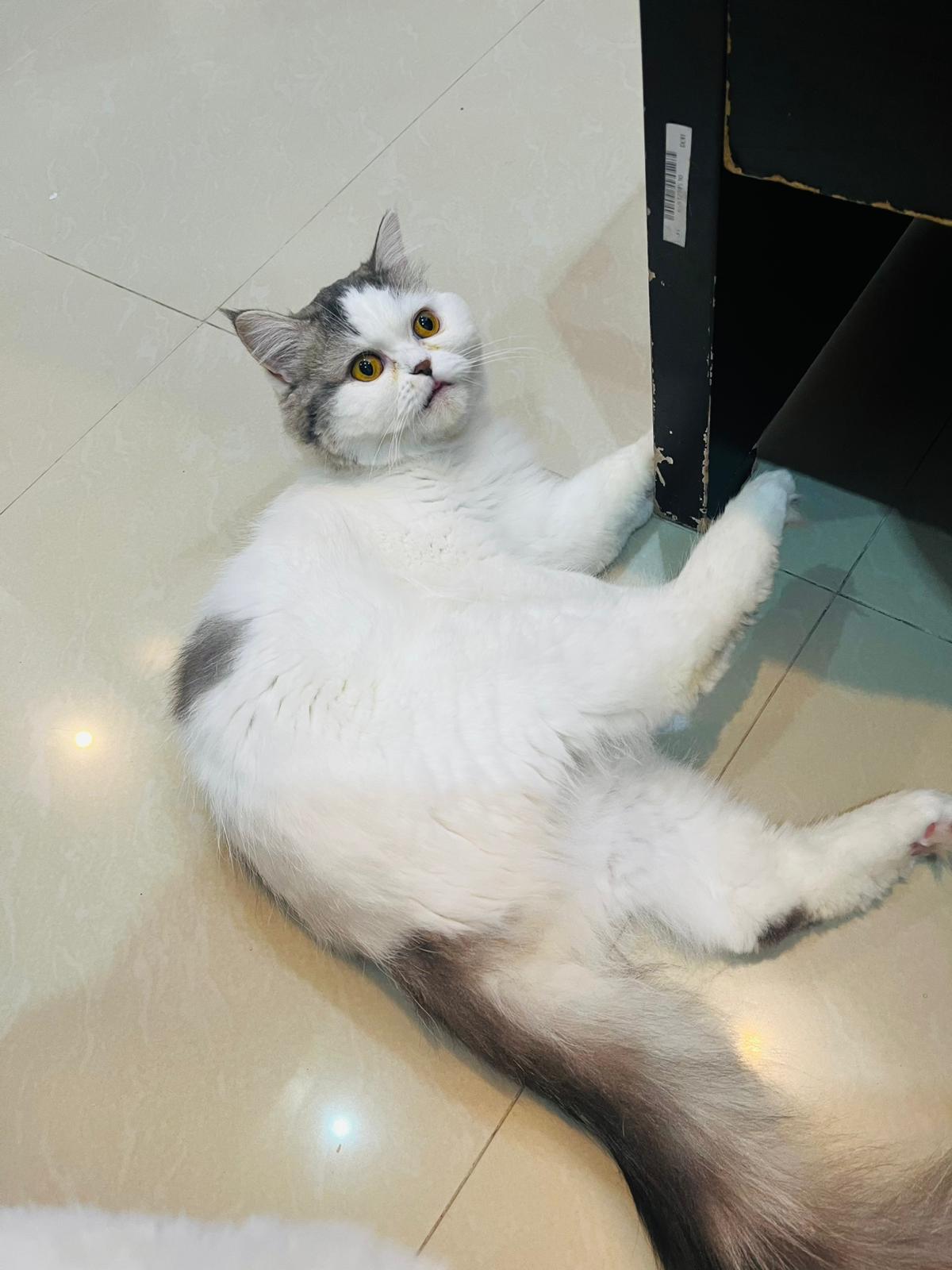 Persian cat for adoption - Image 2