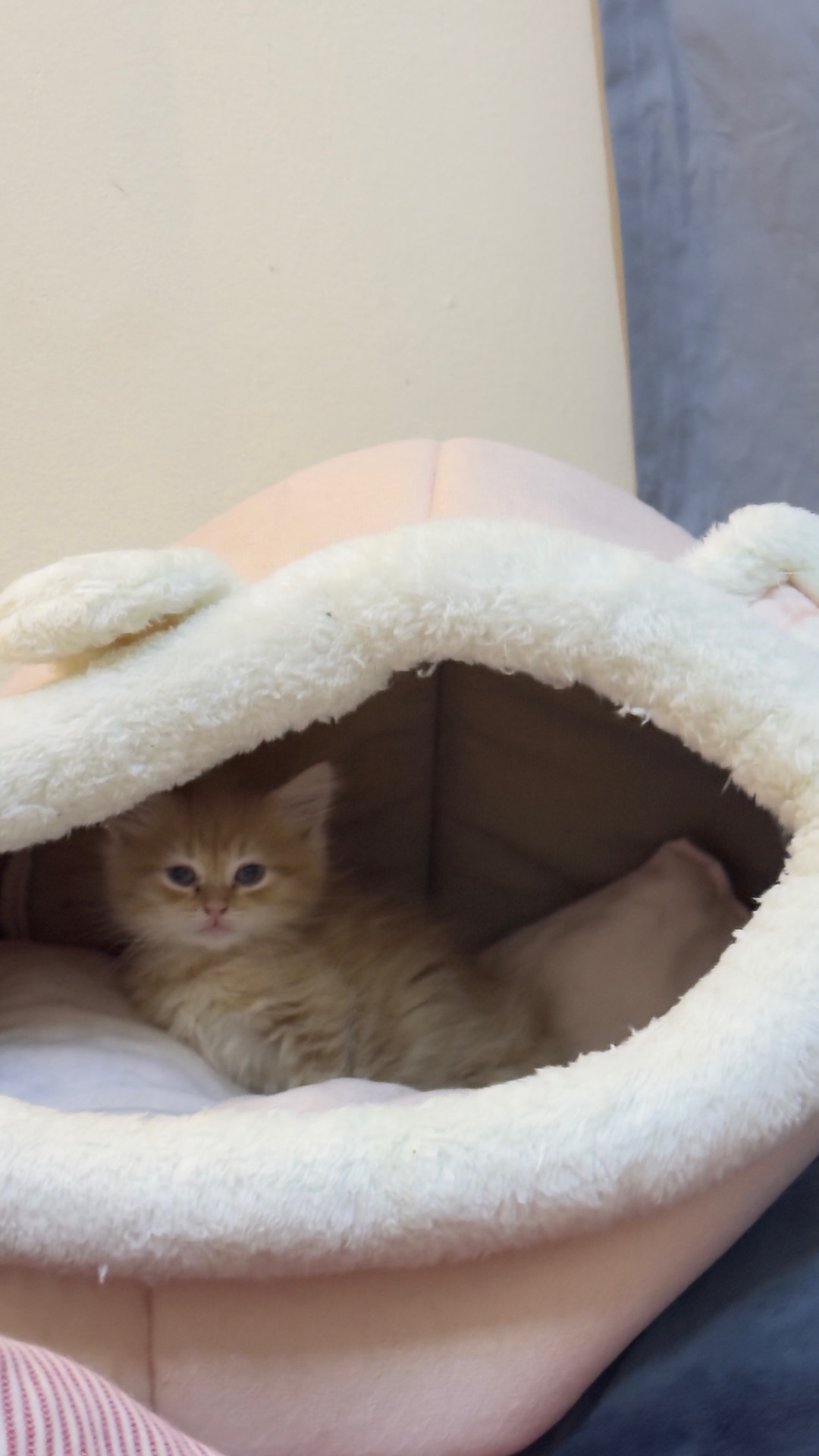Female cat looking for a comfortable home, very caring, playful and cling.  - Image 2