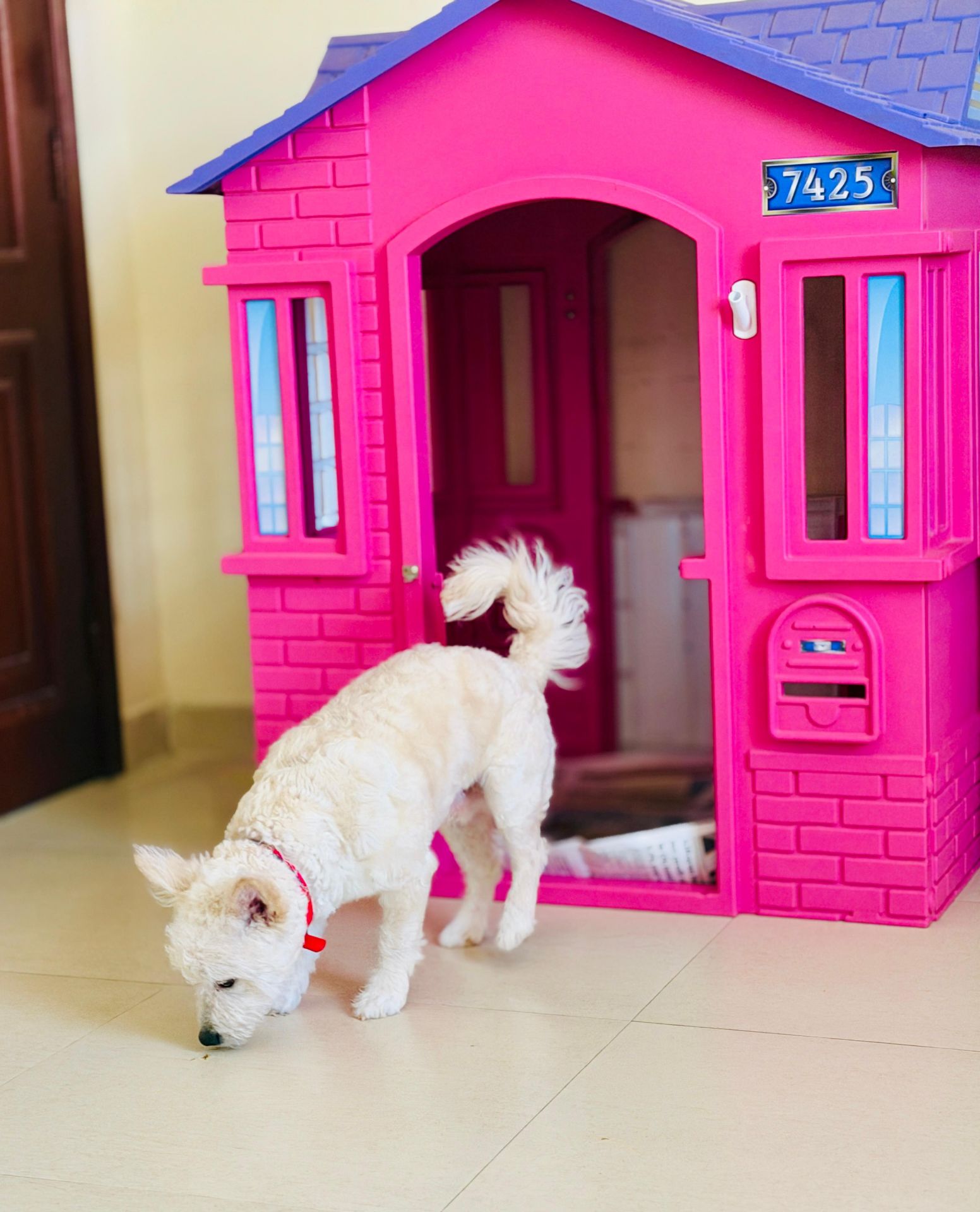 Loving home needed for our puppy🐶 - Image 3