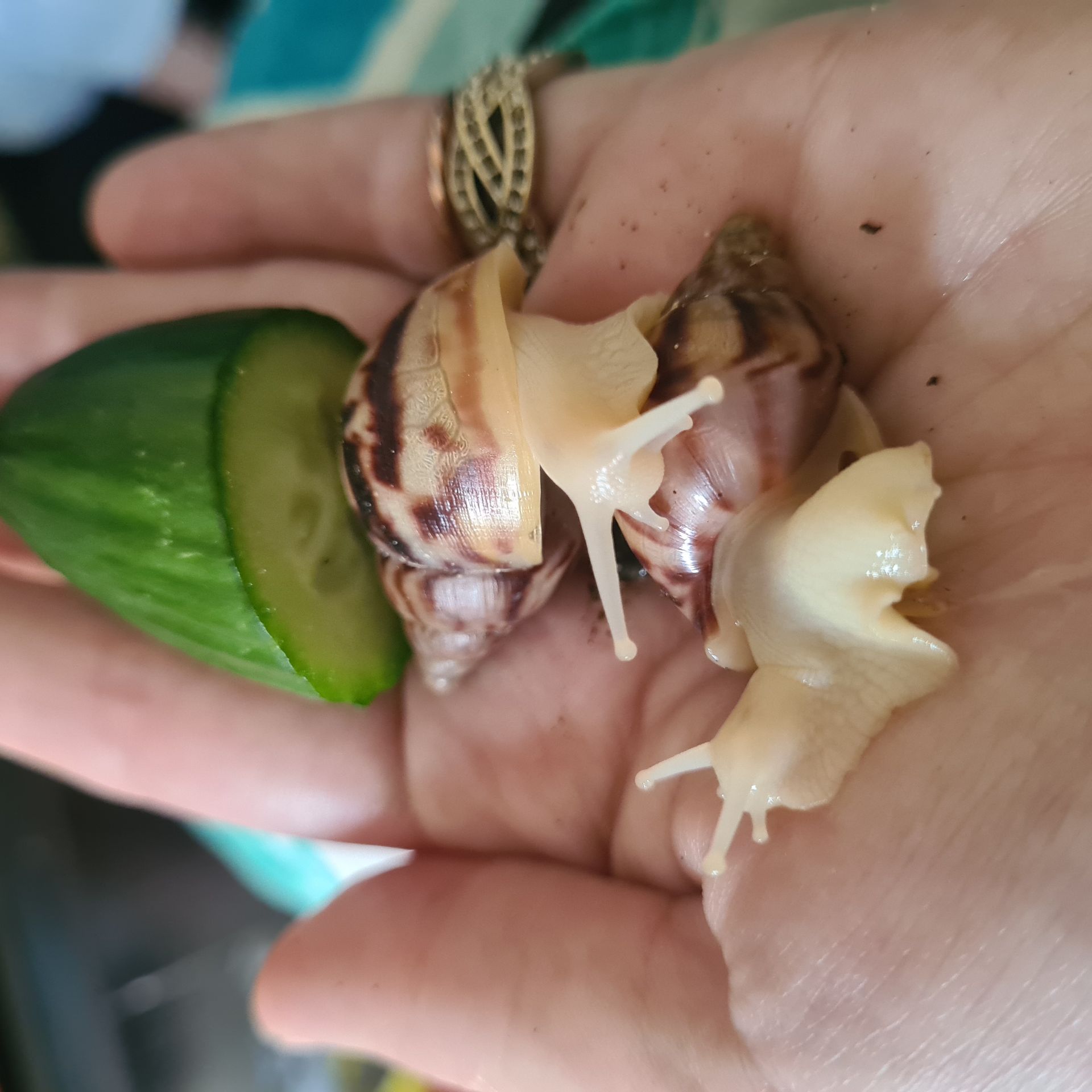 Giant african land snail 🐌  - Image 2