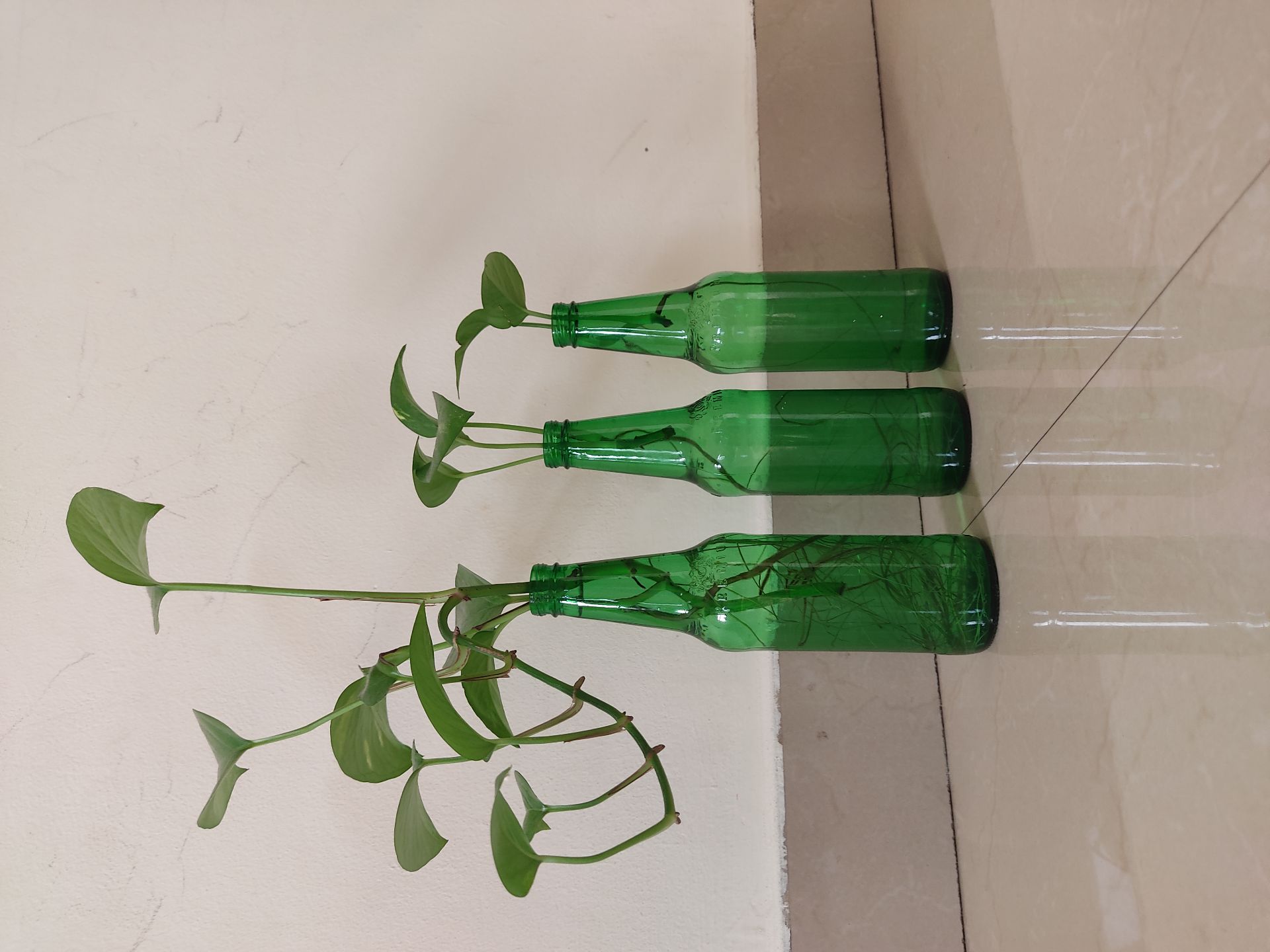   Money plant/ pothos - Image 4