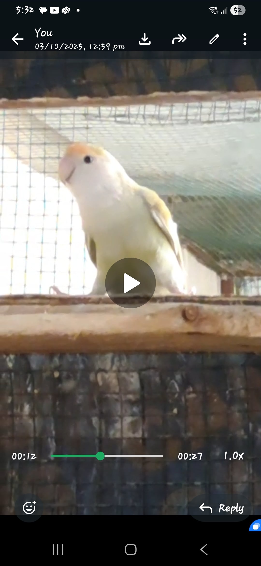 African  love bird - Image 4