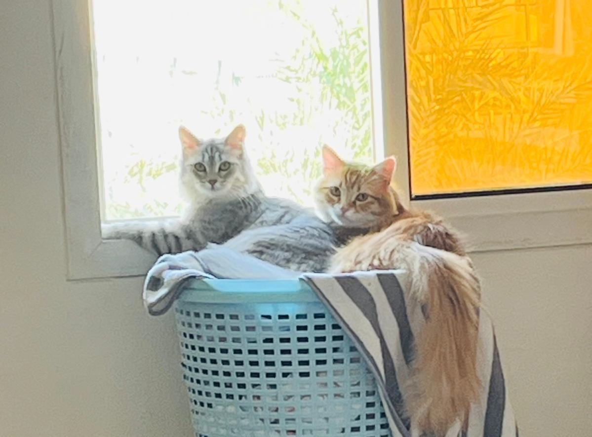 Vaccinated Half-Persian Cats for Free Adoption  - Image 5