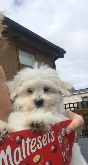  Teacup Maltese Puppiess - Image 4
