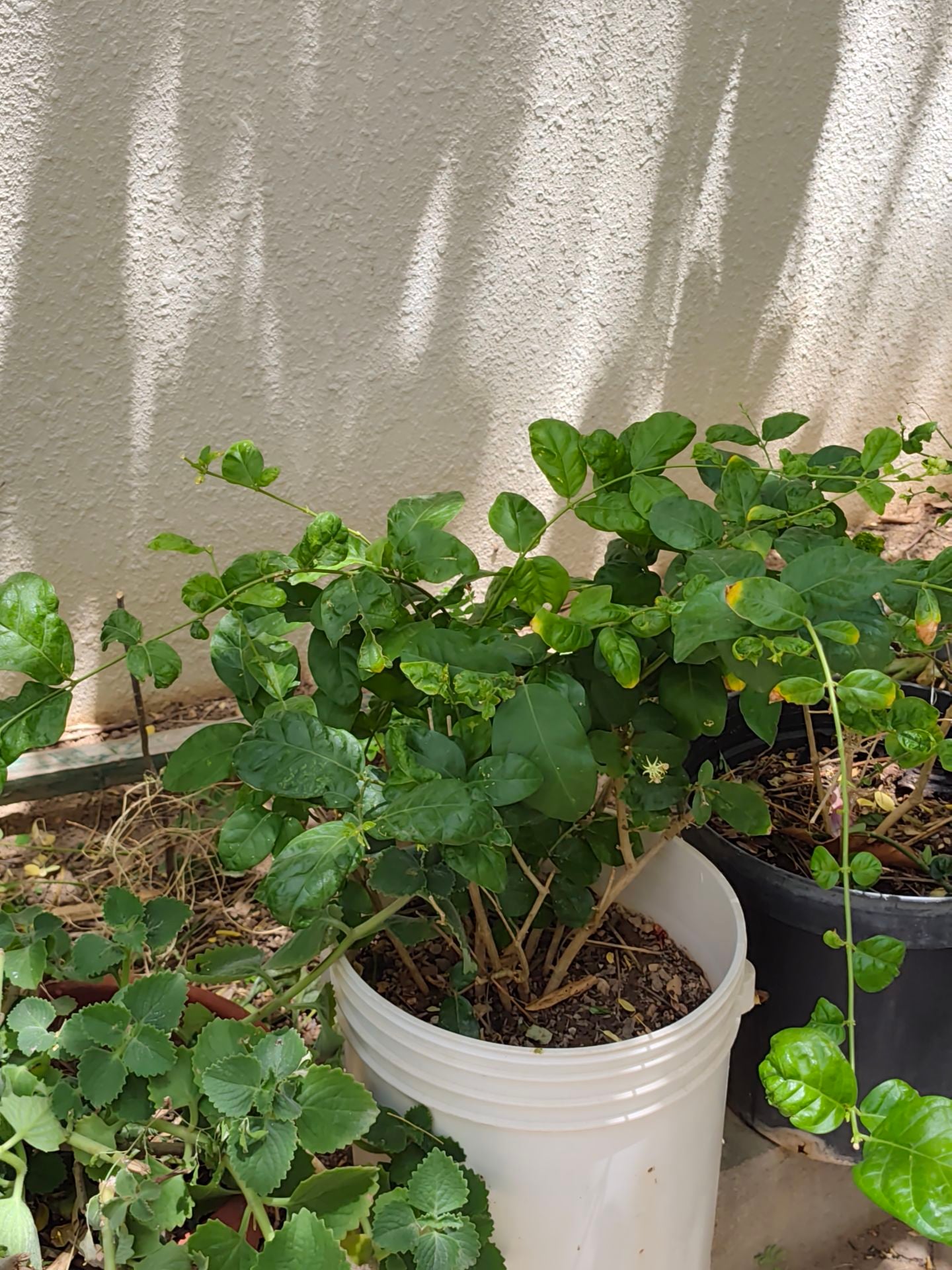 Jasmine plant - Image 4