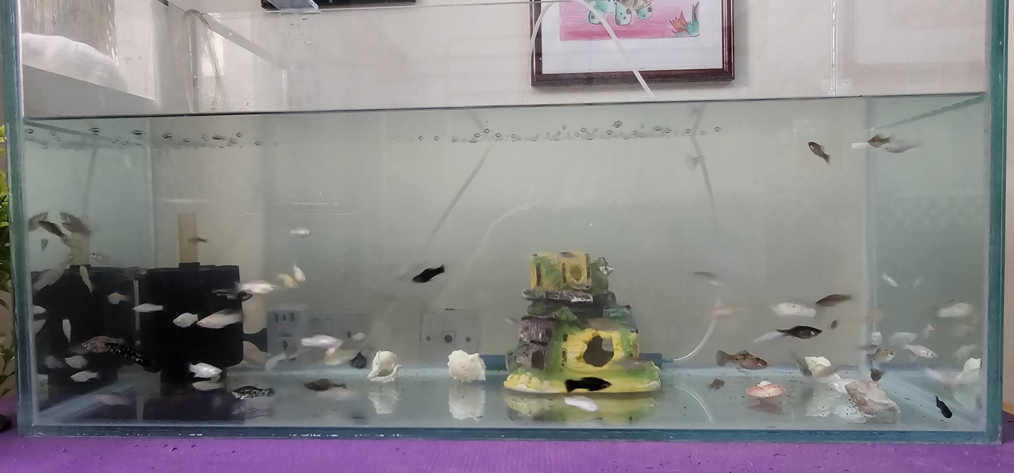 Aquarium fish for sale-Molly-small and large sizes - Image 2