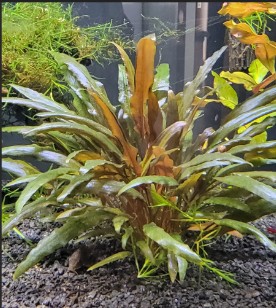 Aquarium Fish tank Live plants sale - Image 4