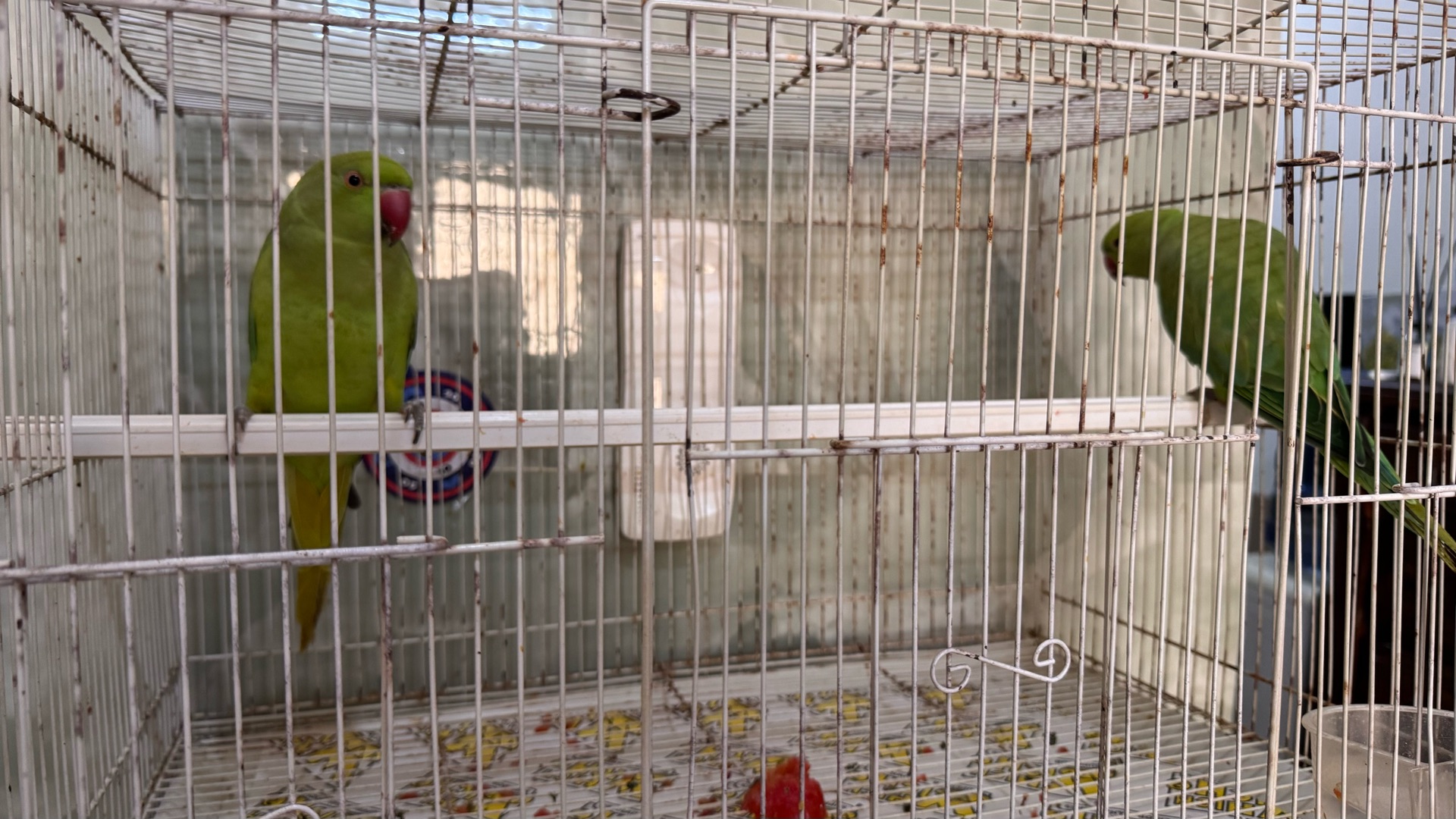 2 indian parrot with cage - Image 4