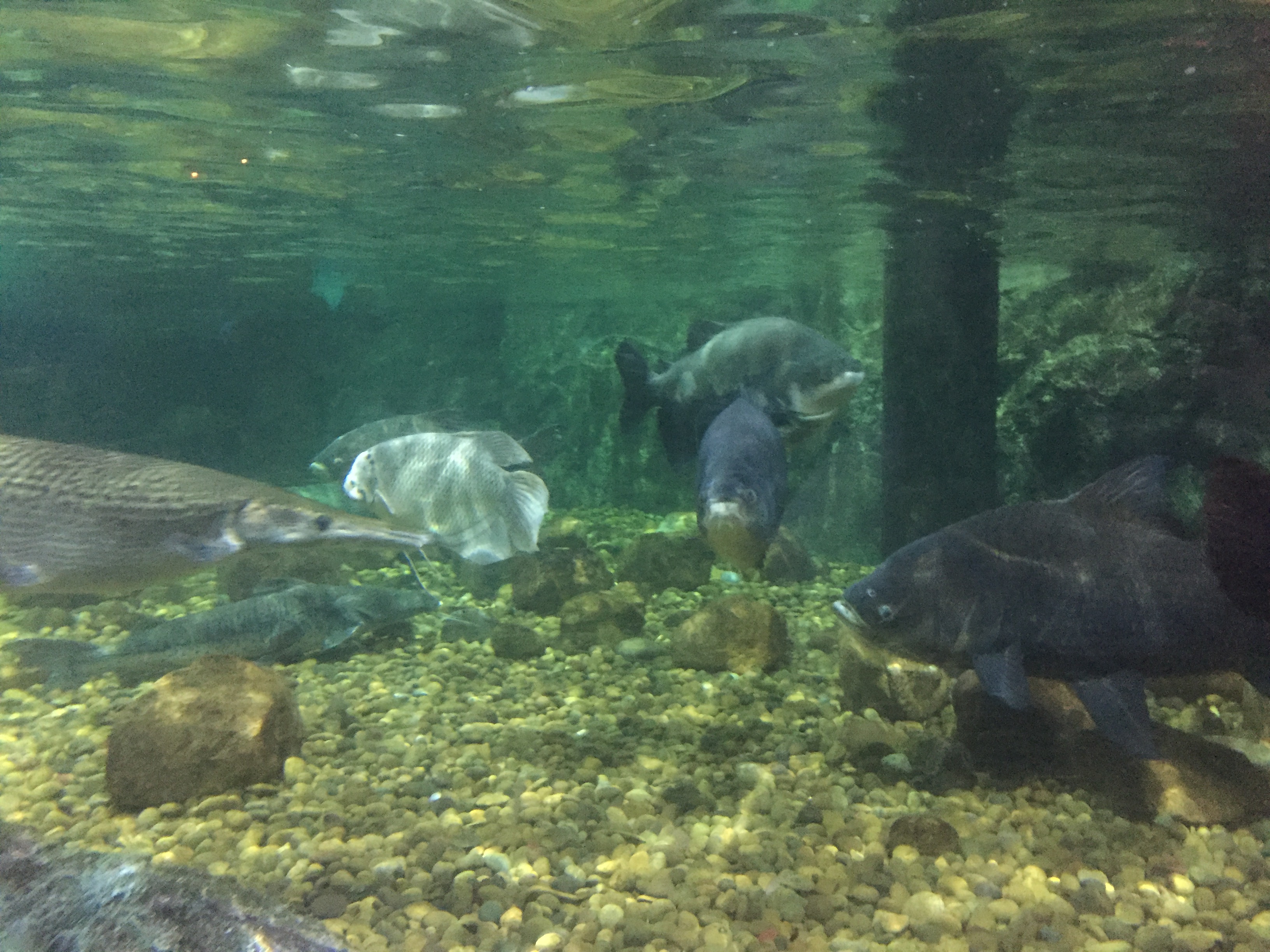 Aquarium fish tank - Image 1