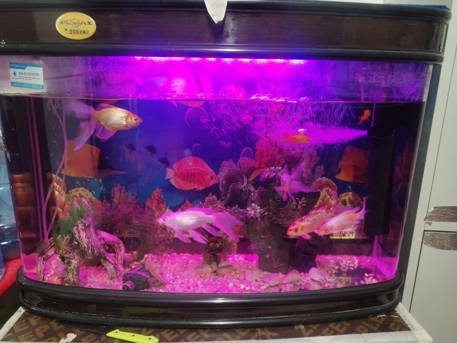 Aquarium with all items  - Image 2