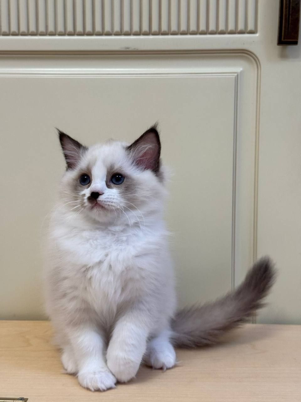 Cute Ragdoll Kittens For Adoption  - Image 4