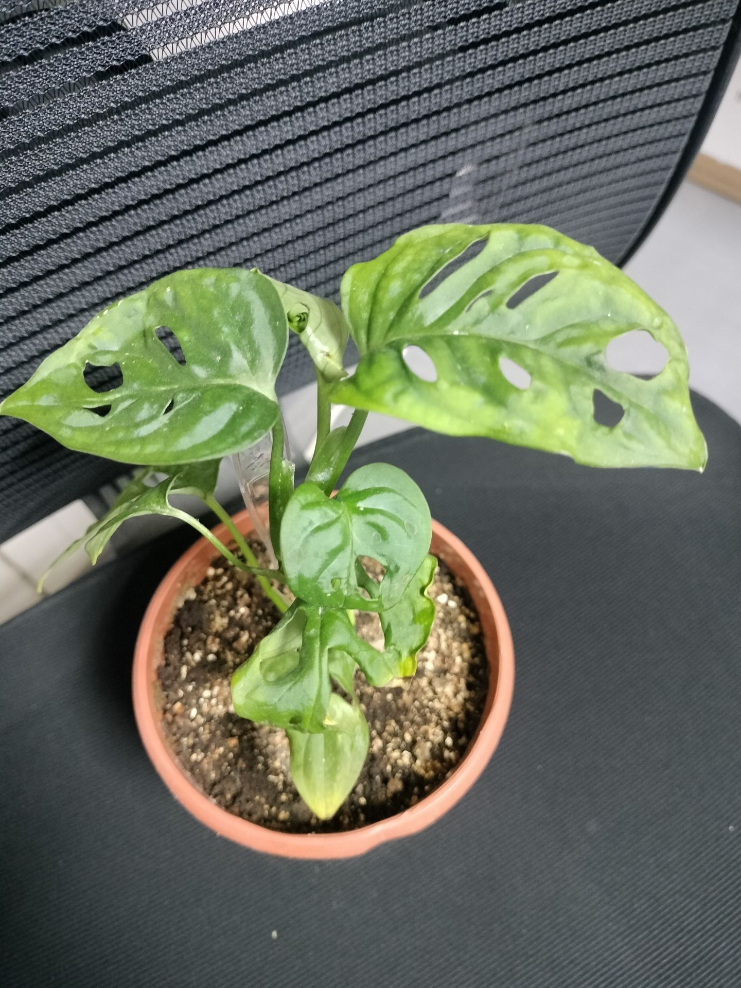 Indoor plants for selling  - Image 2