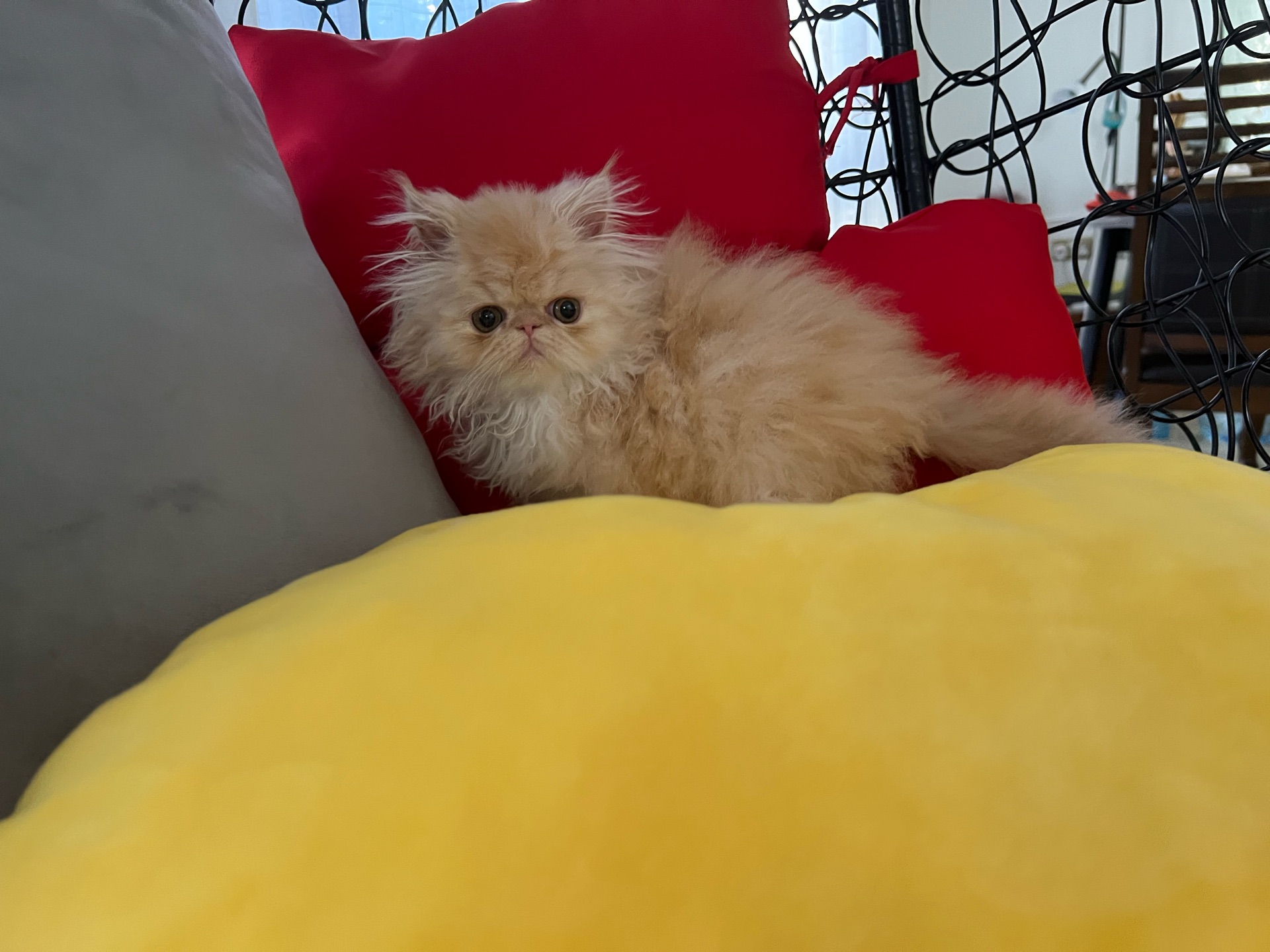 Cute Persian kitten - Image 5