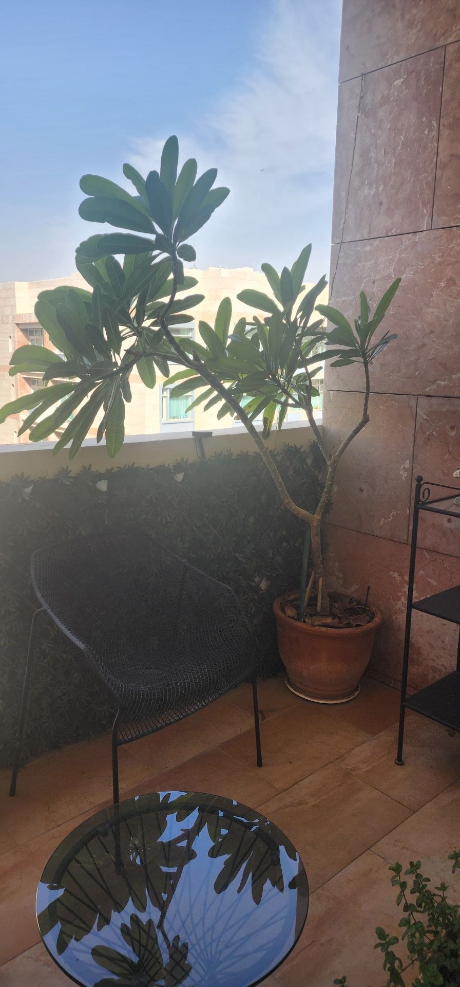 Plants  - Image 3