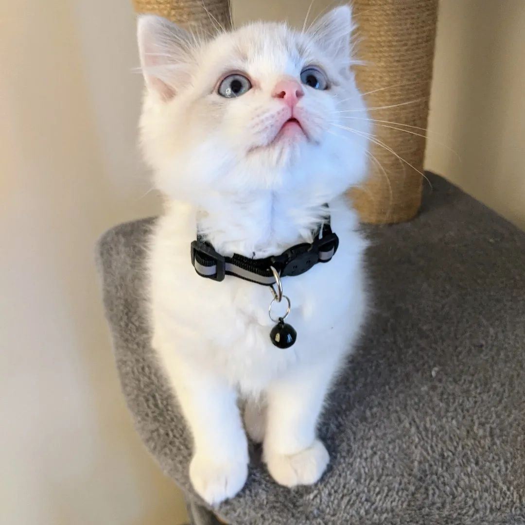 9-Weeks-Old Ragdoll  kitten for Sale - Image 1