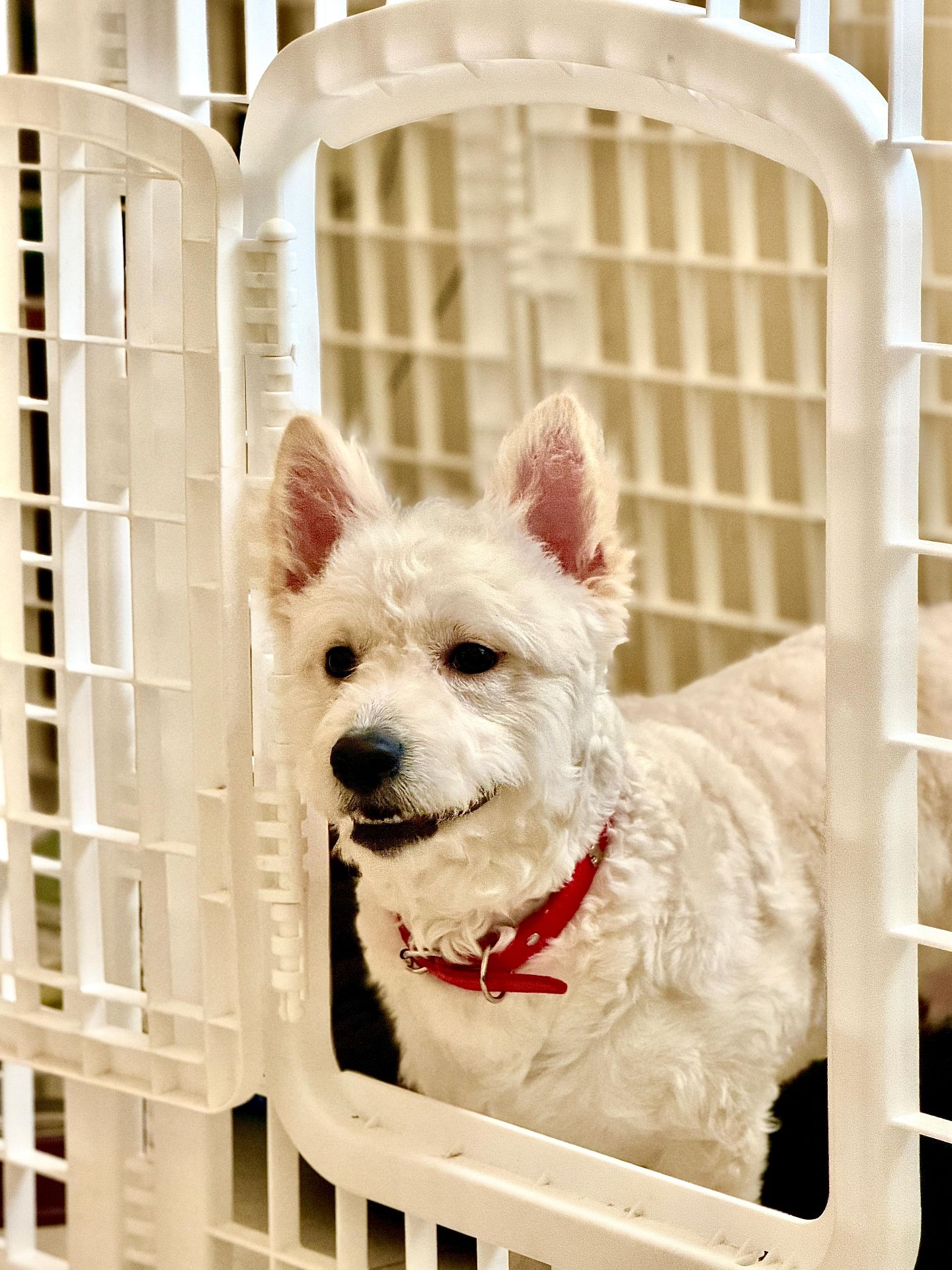 Loving home needed for our puppy🐶 - Image 4
