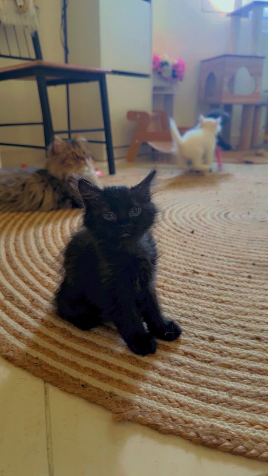 Shirazi cut kittens - Image 4