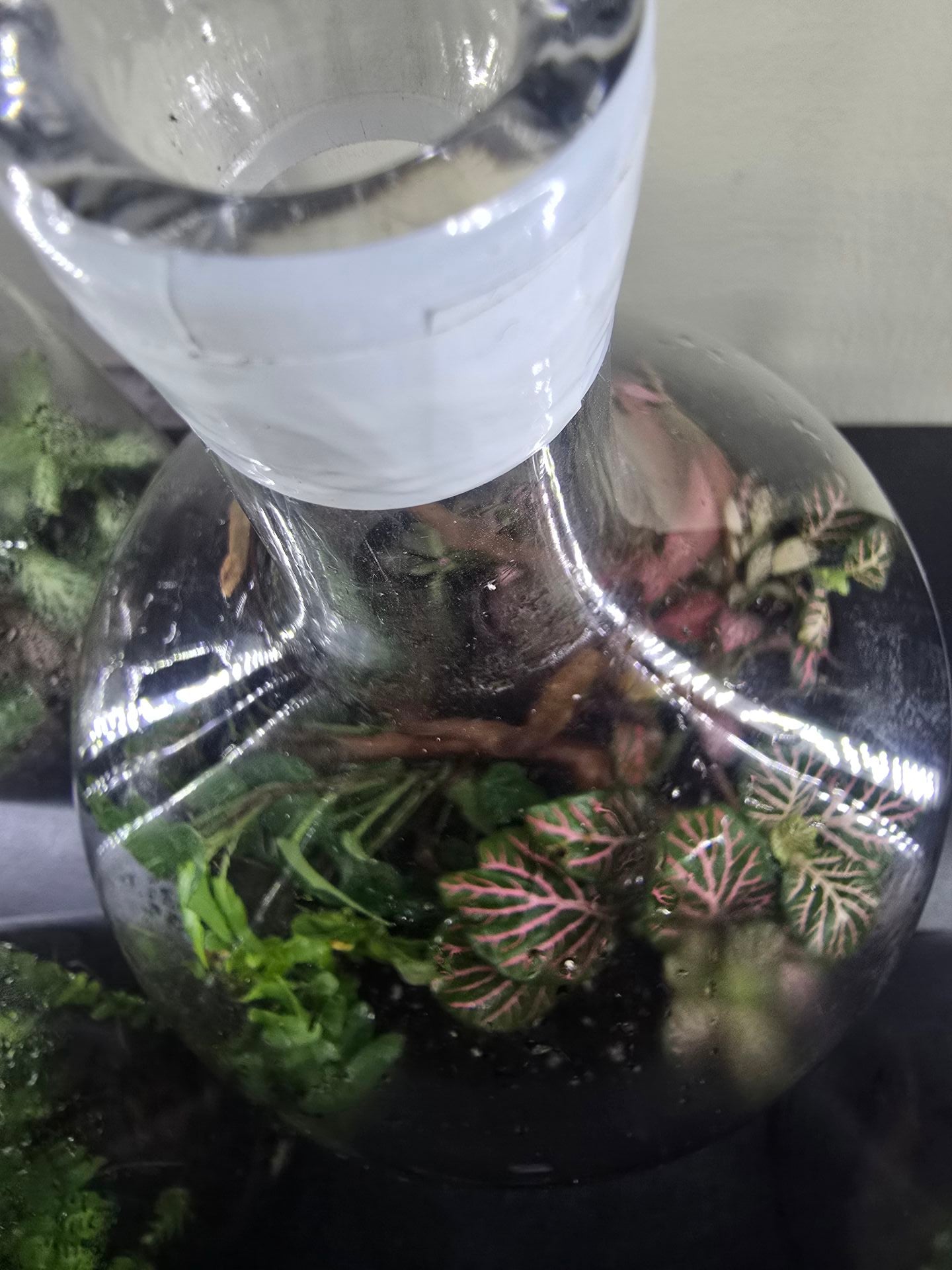Terrarium plants - Image 3