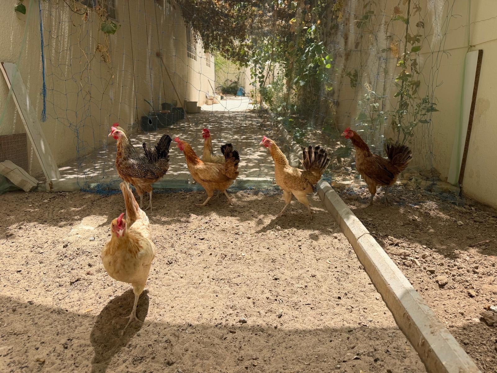 EGG LAYING HENS - Image 2