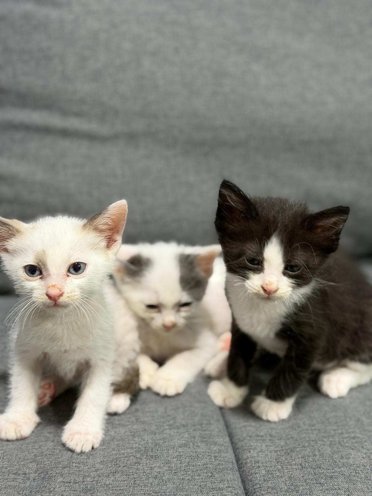Kitten for adoption - Image 1