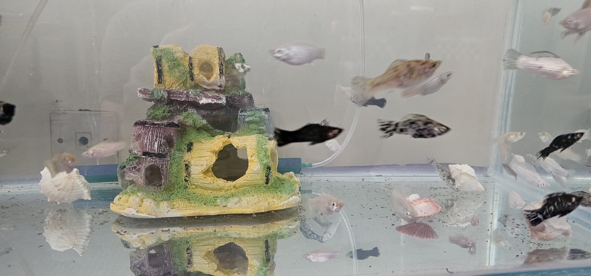 Aquarium fish for sale-Molly-small and large sizes - Image 4