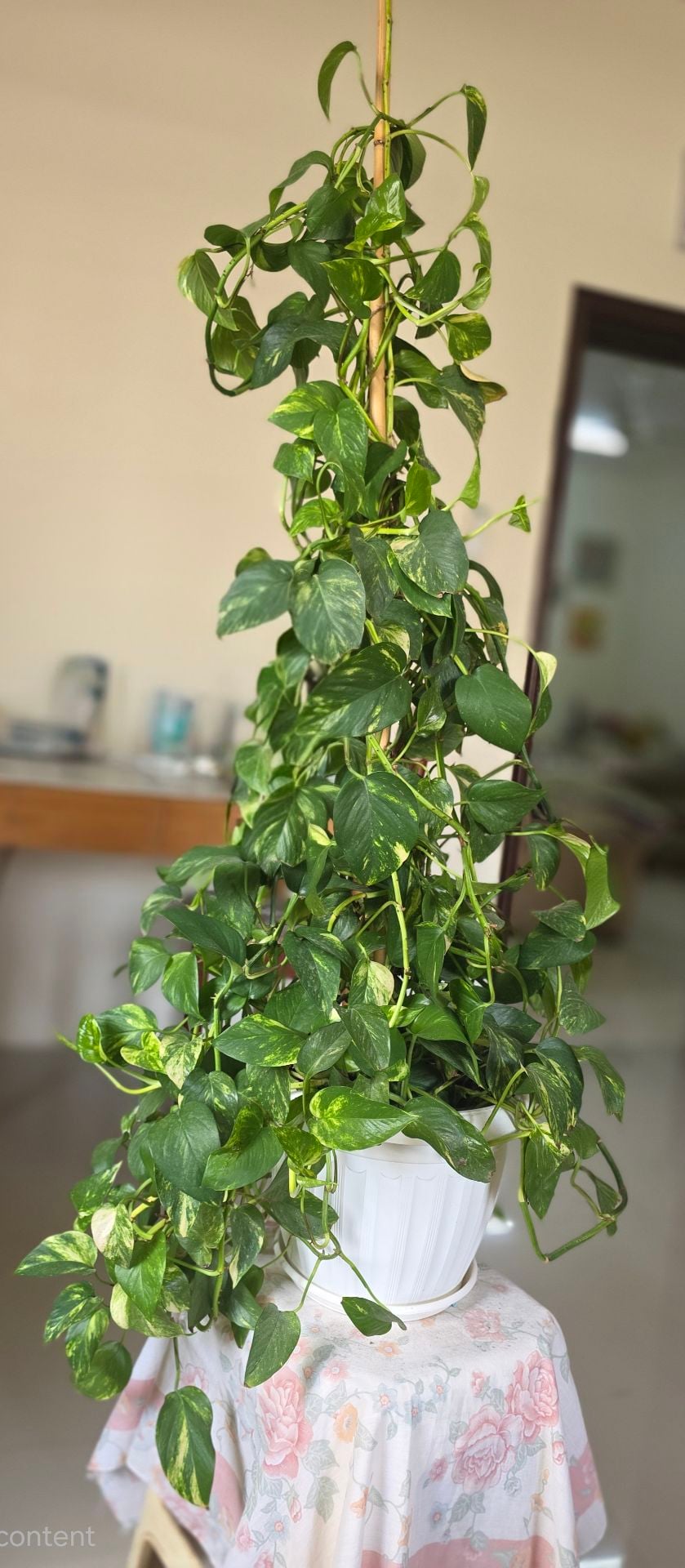 🌿 Extra Large & Bushy Money Plant (Golden Pothos) with Tall Support 🌿 - Image 1