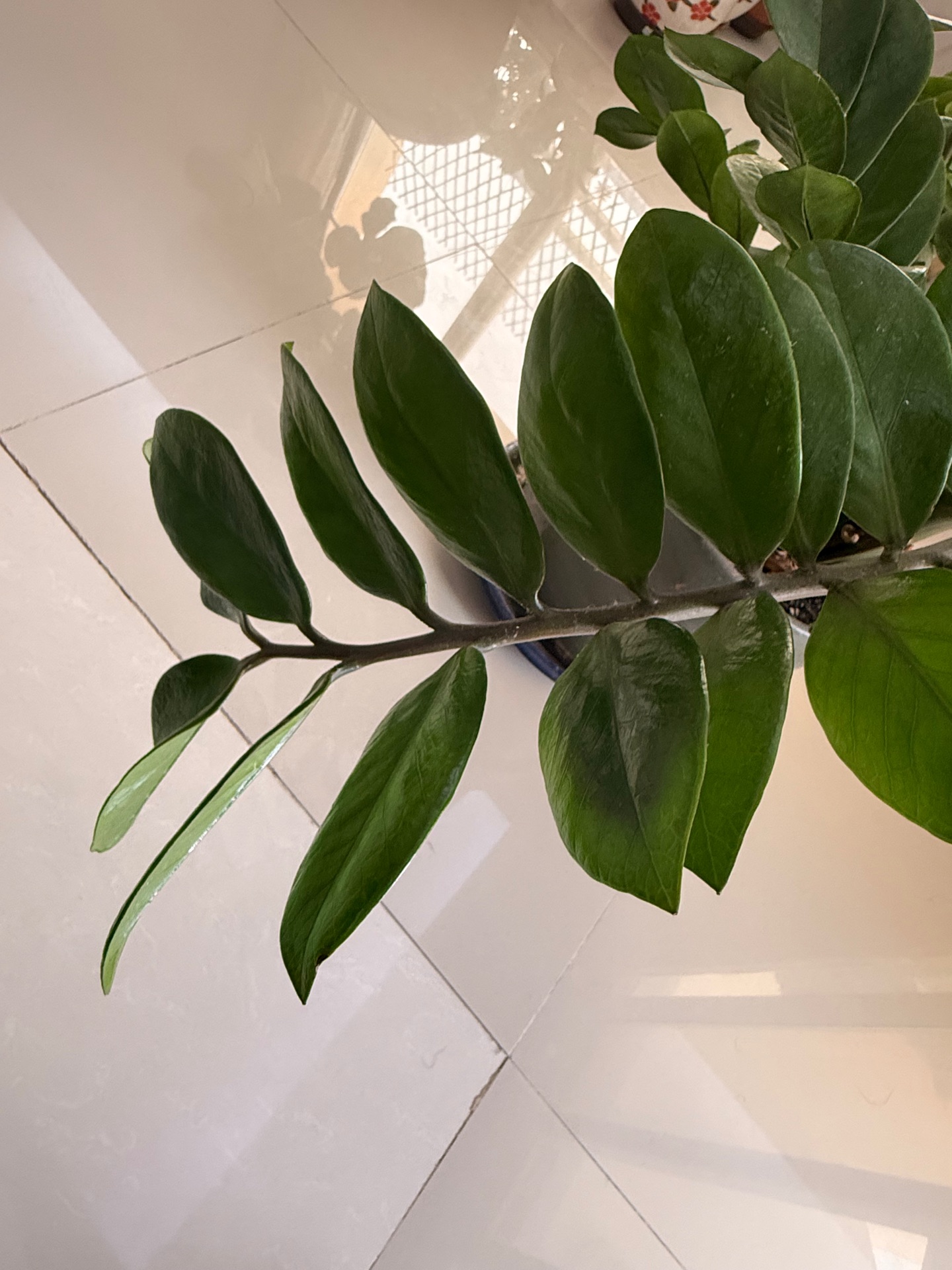 ZZ PLANT - Image 3