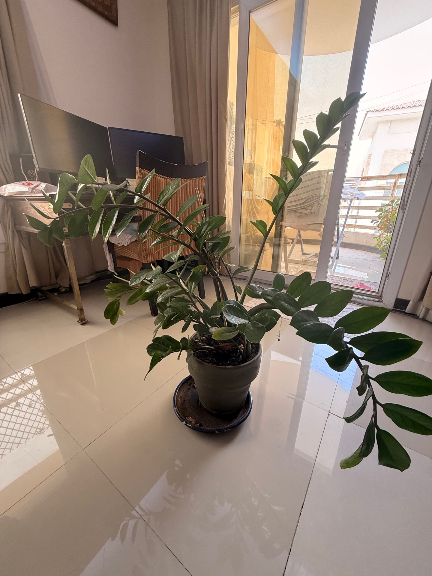 ZZ PLANT - Image 2