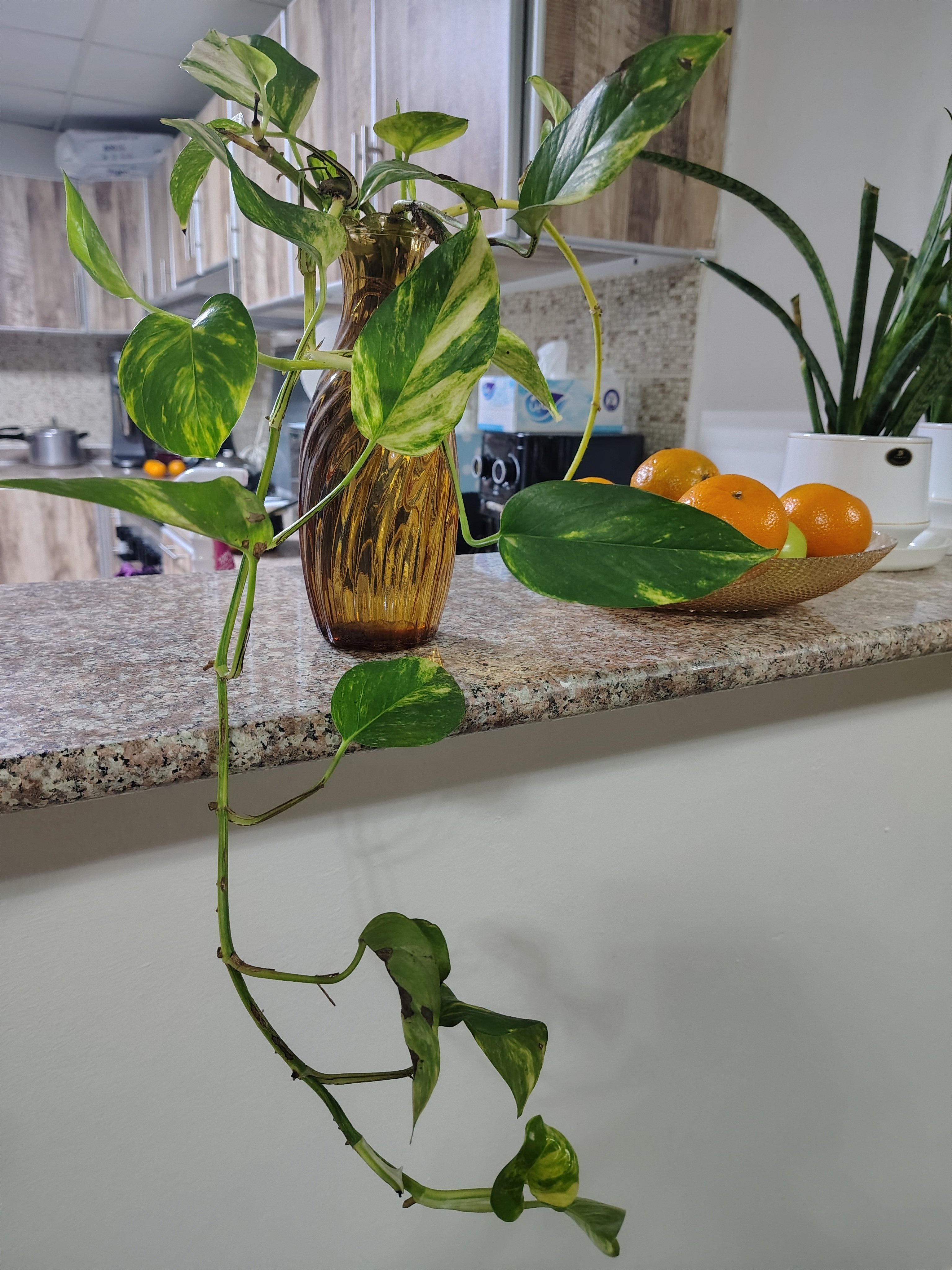 Money Plants for sale - Image 2
