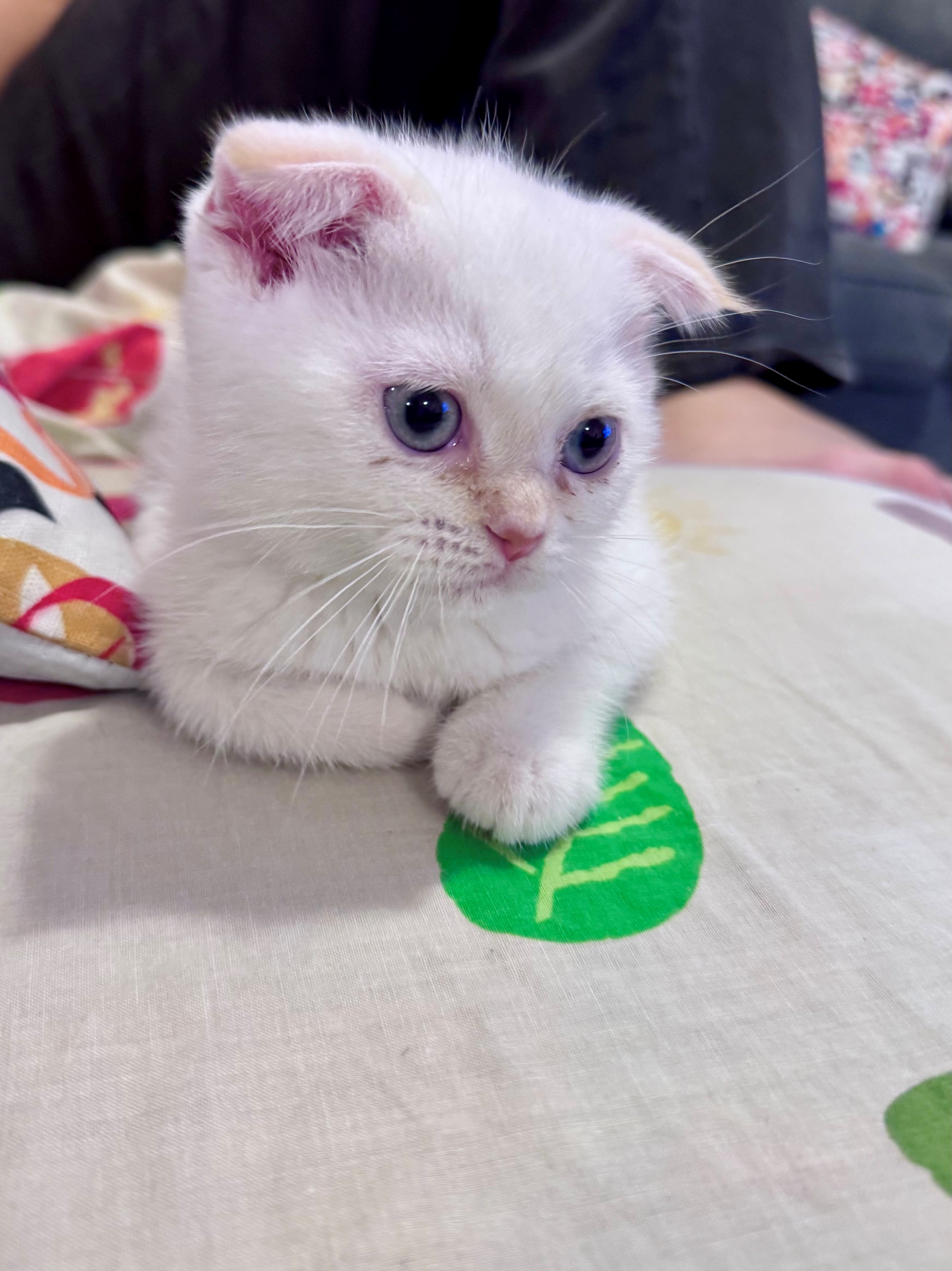 Beautiful Kitten 8 weeks old - Image 6