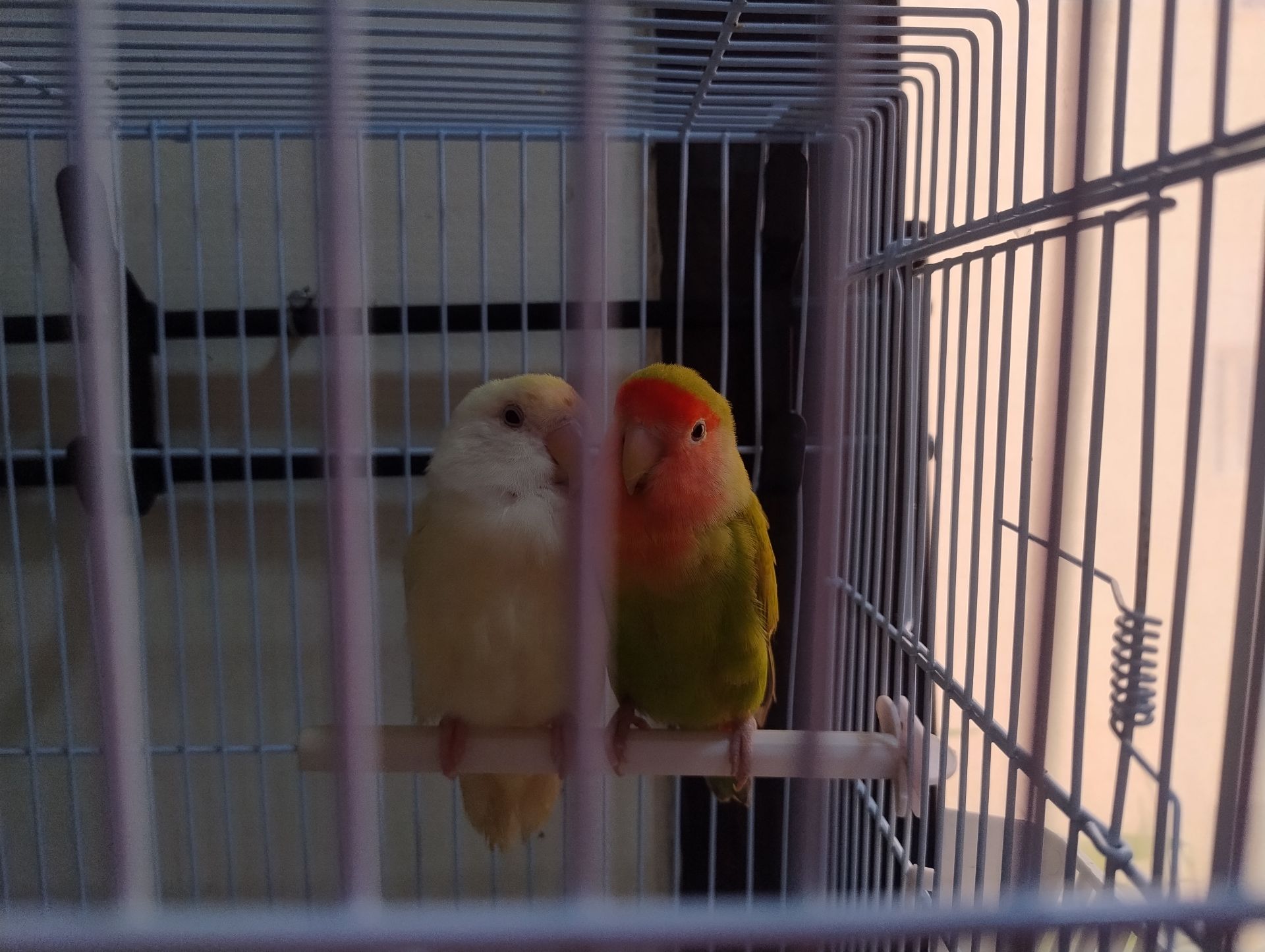 African Lovebirds - Image 2