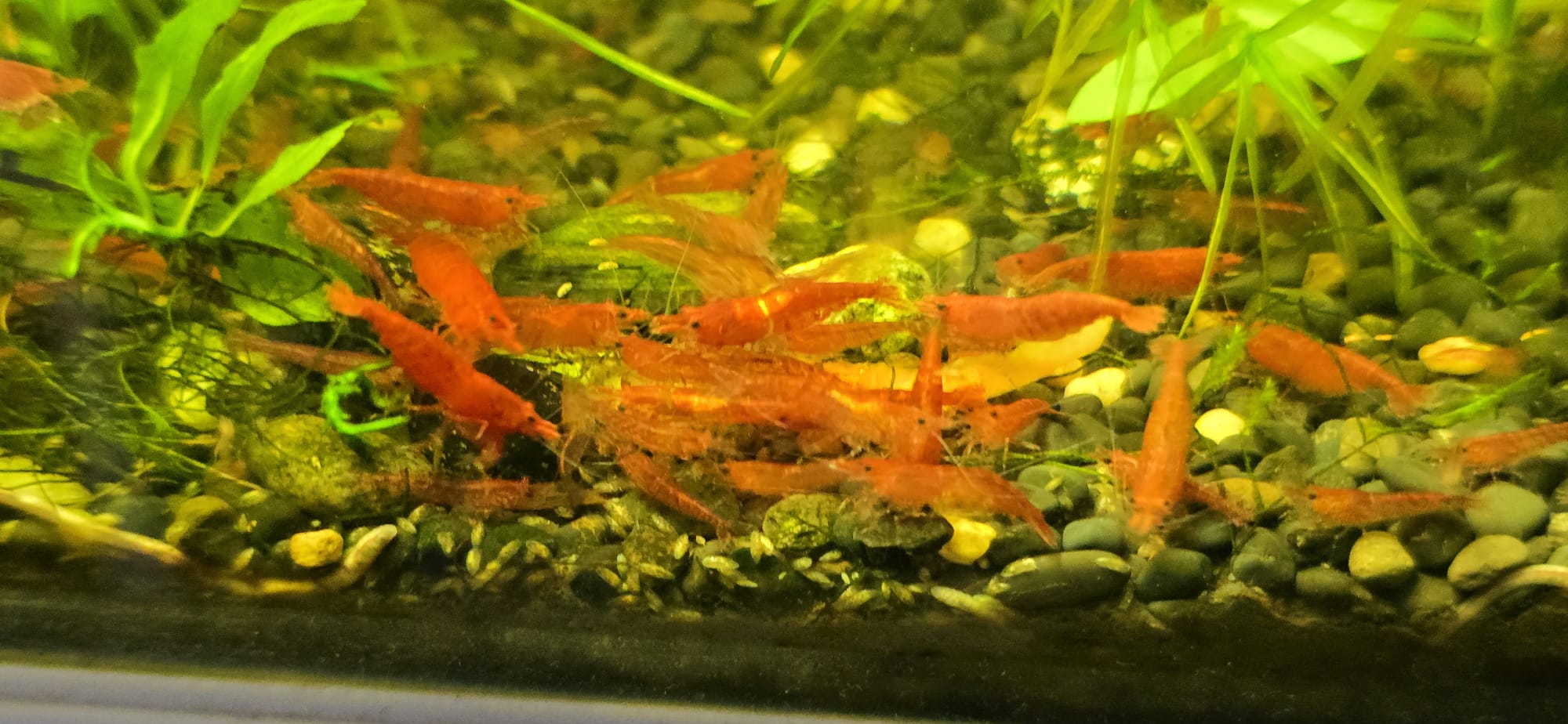 3 pcs red shrimps 10qr for aquarium fish tank - Image 3