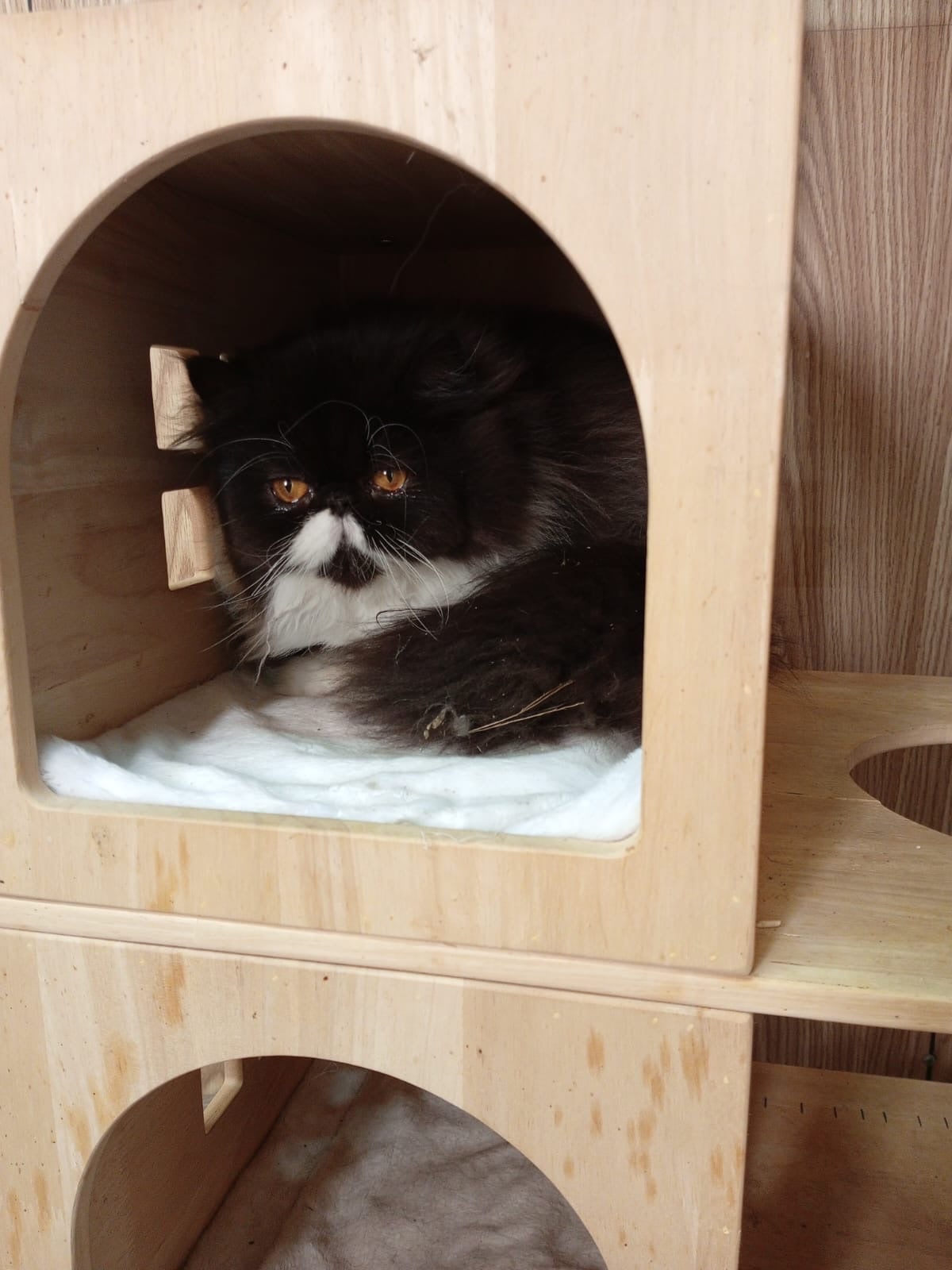 Cute Persian kitten - Image 6