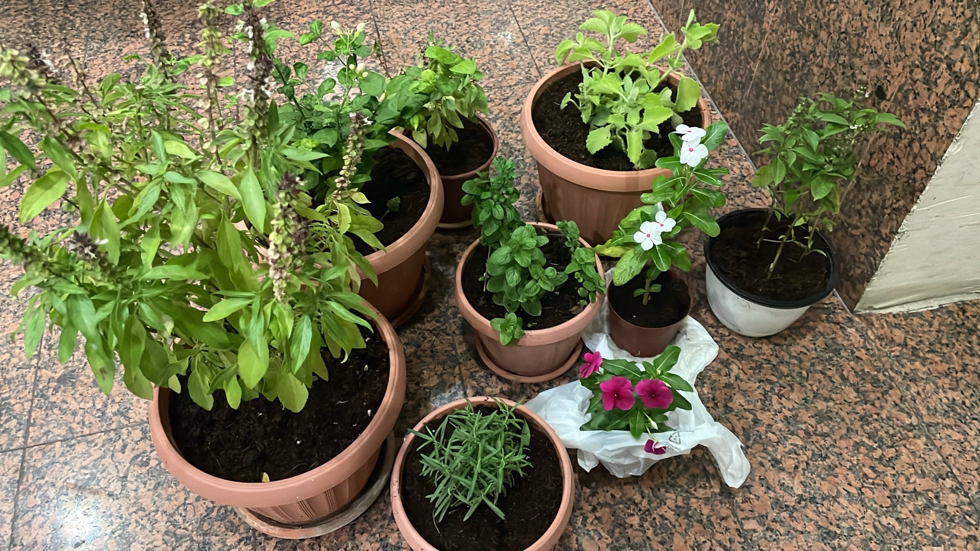 House balcony garden plants with jar - Image 1