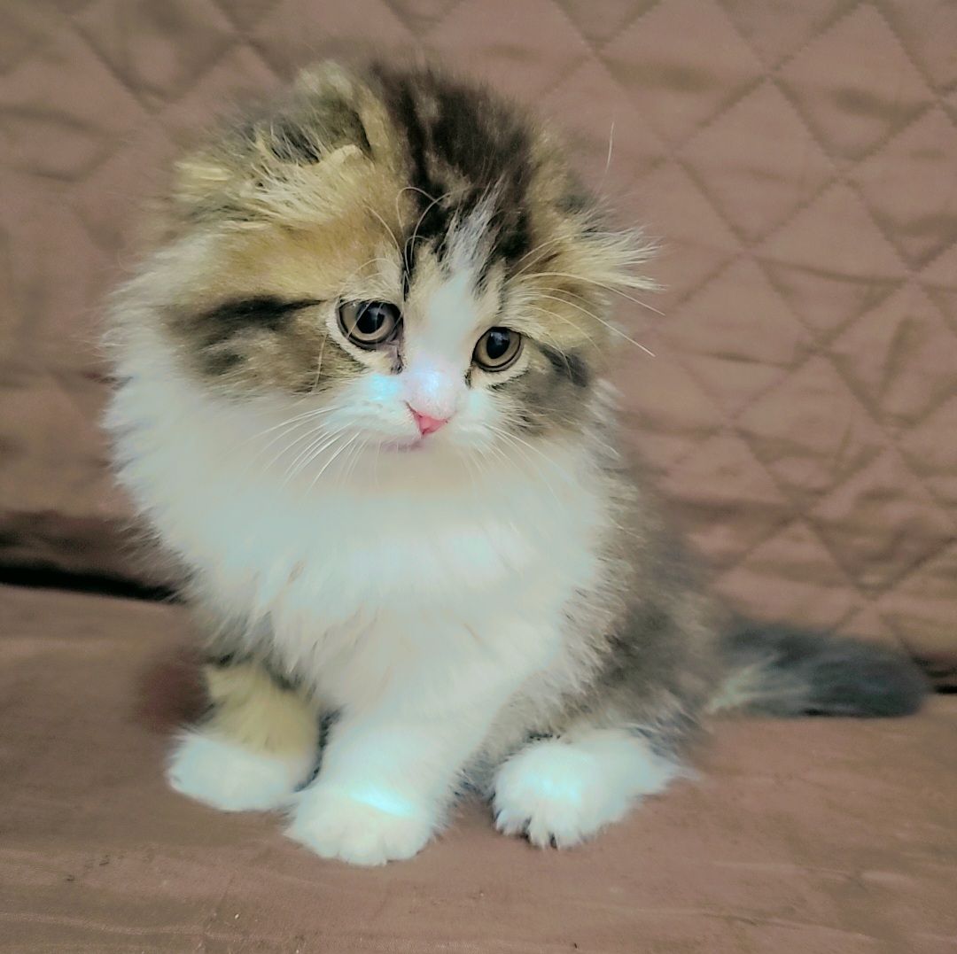 Shirazi& Scottish fold mix - Image 2