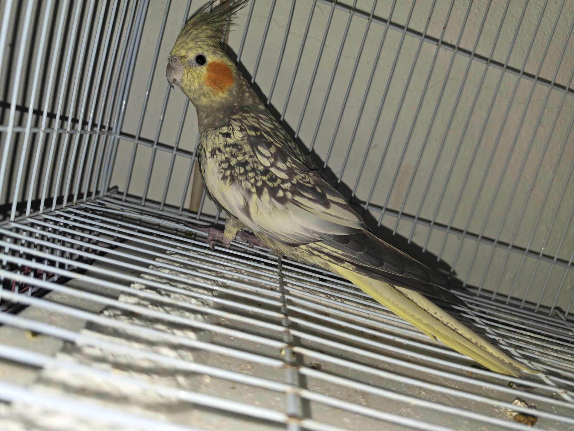 Bird  - Image 3
