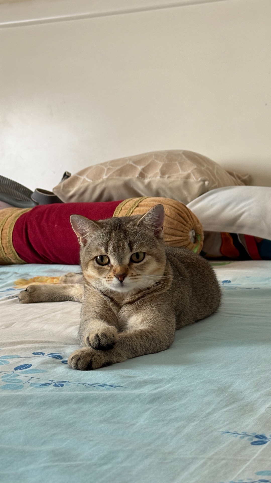 British shorthair Chinchilla  - Image 2