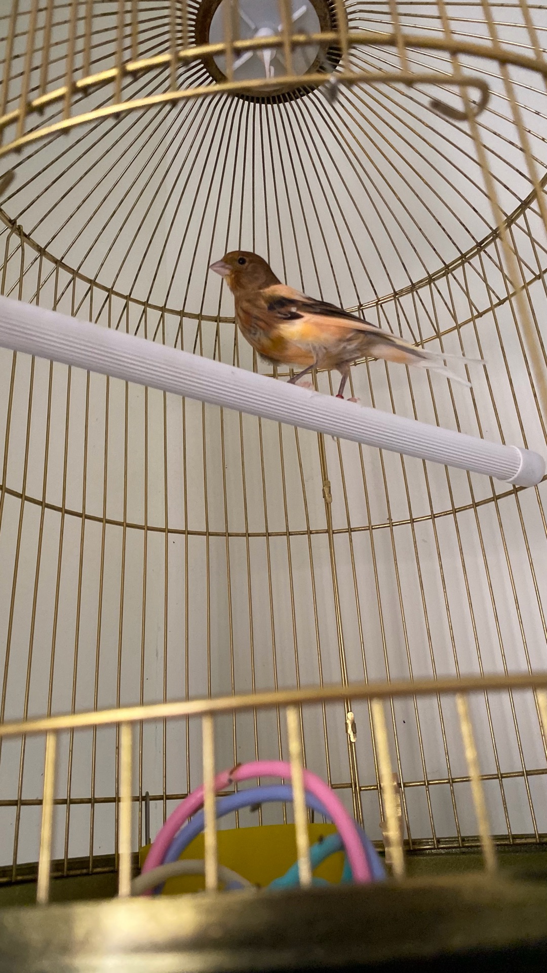 Lovely canary bird for sale. Strong, sweet singing voice, active and healthy. - Image 2