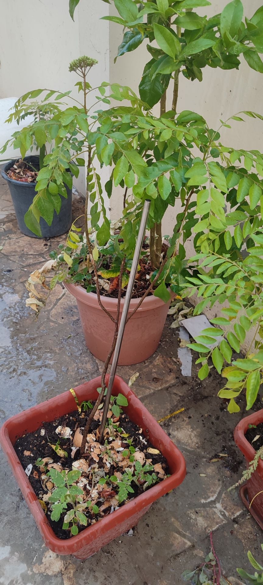 Curry leaves Plants for sale  - Image 2