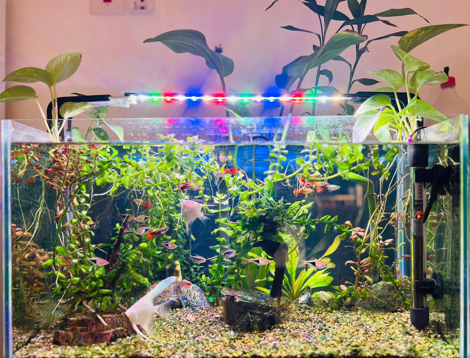 Planted Aquarium Tank along with Fishes - Image 2