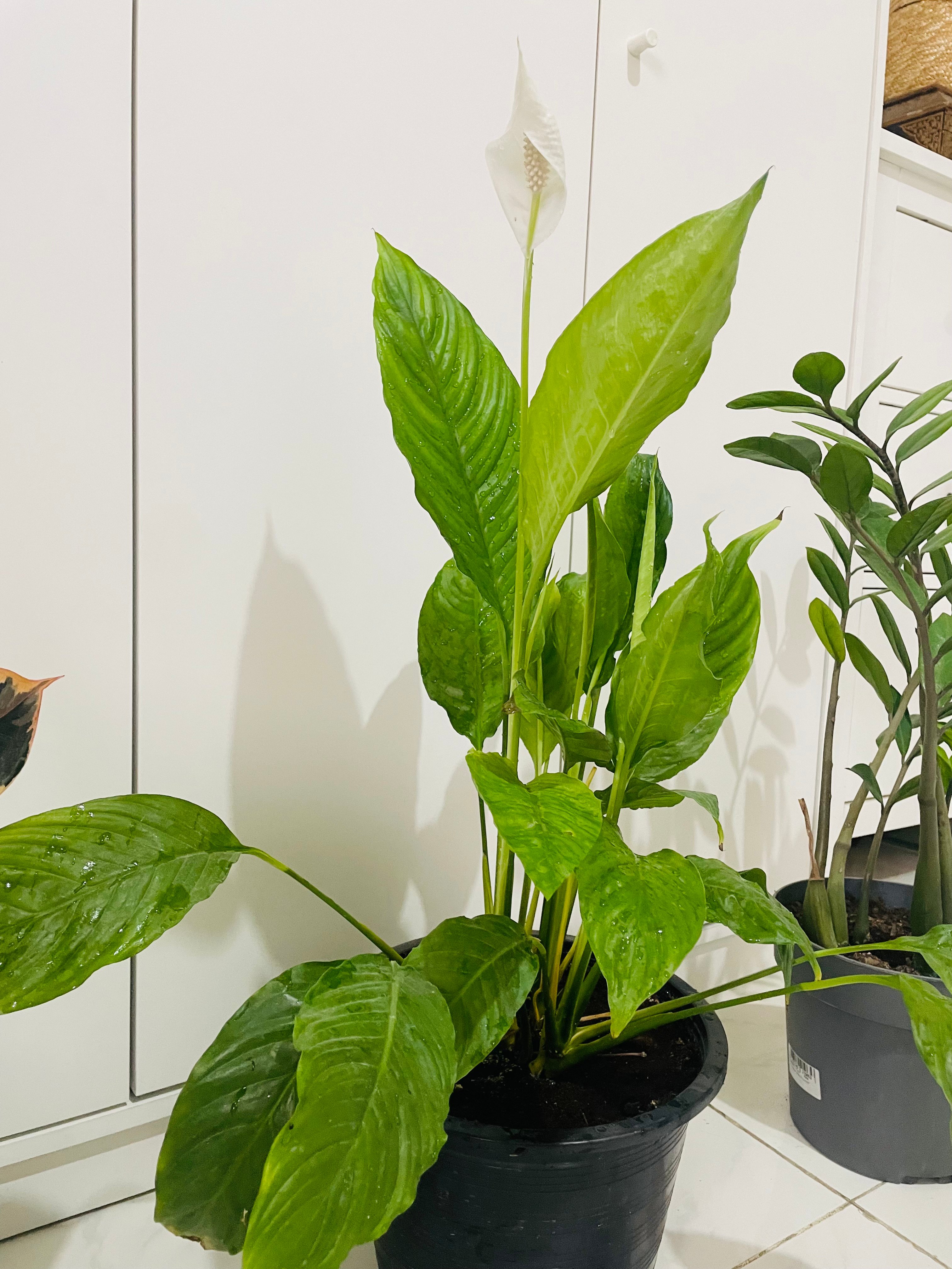 Healthy indoor plants for sale !! - Image 3