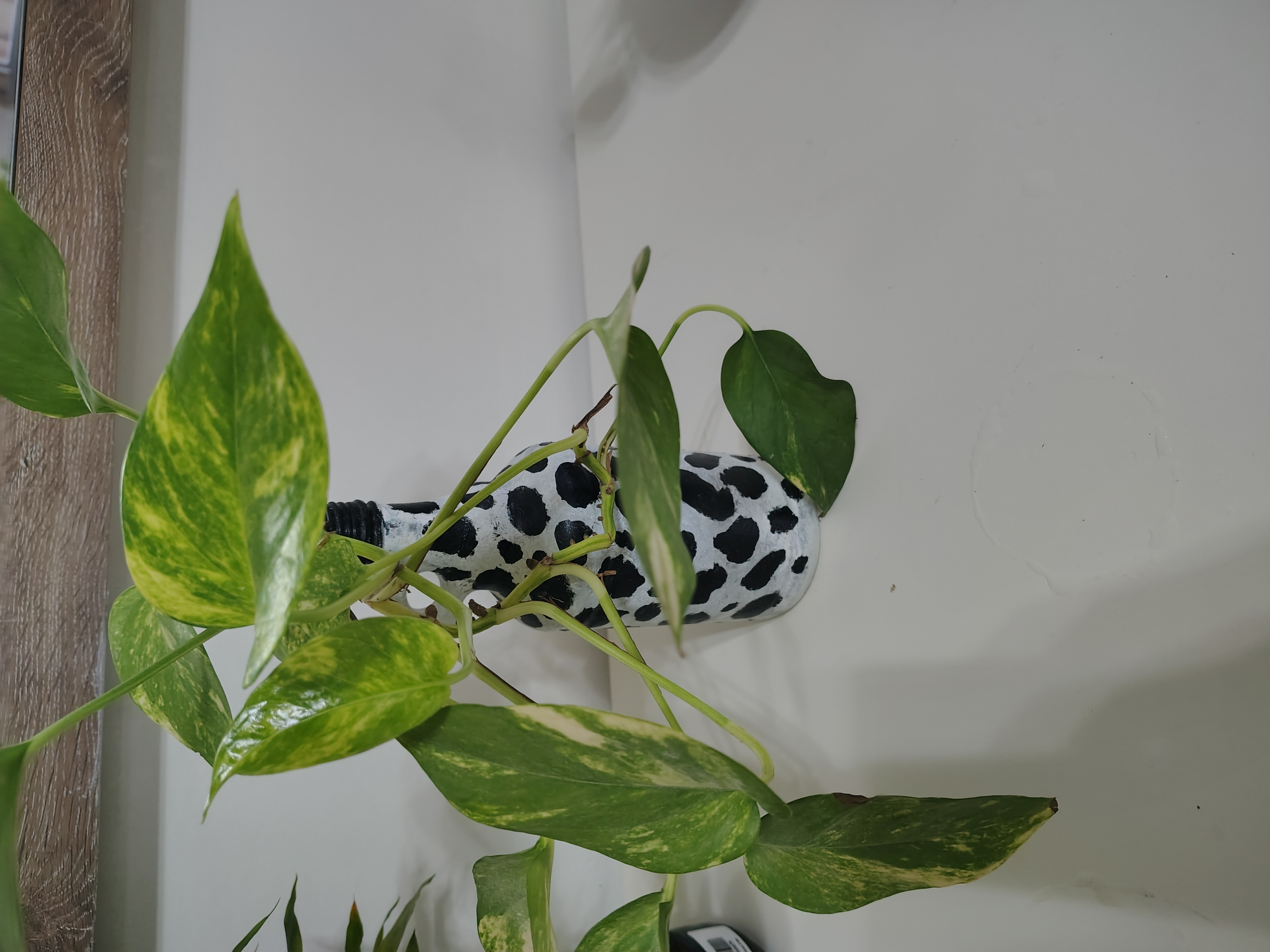 Money plants for sale - Image 3