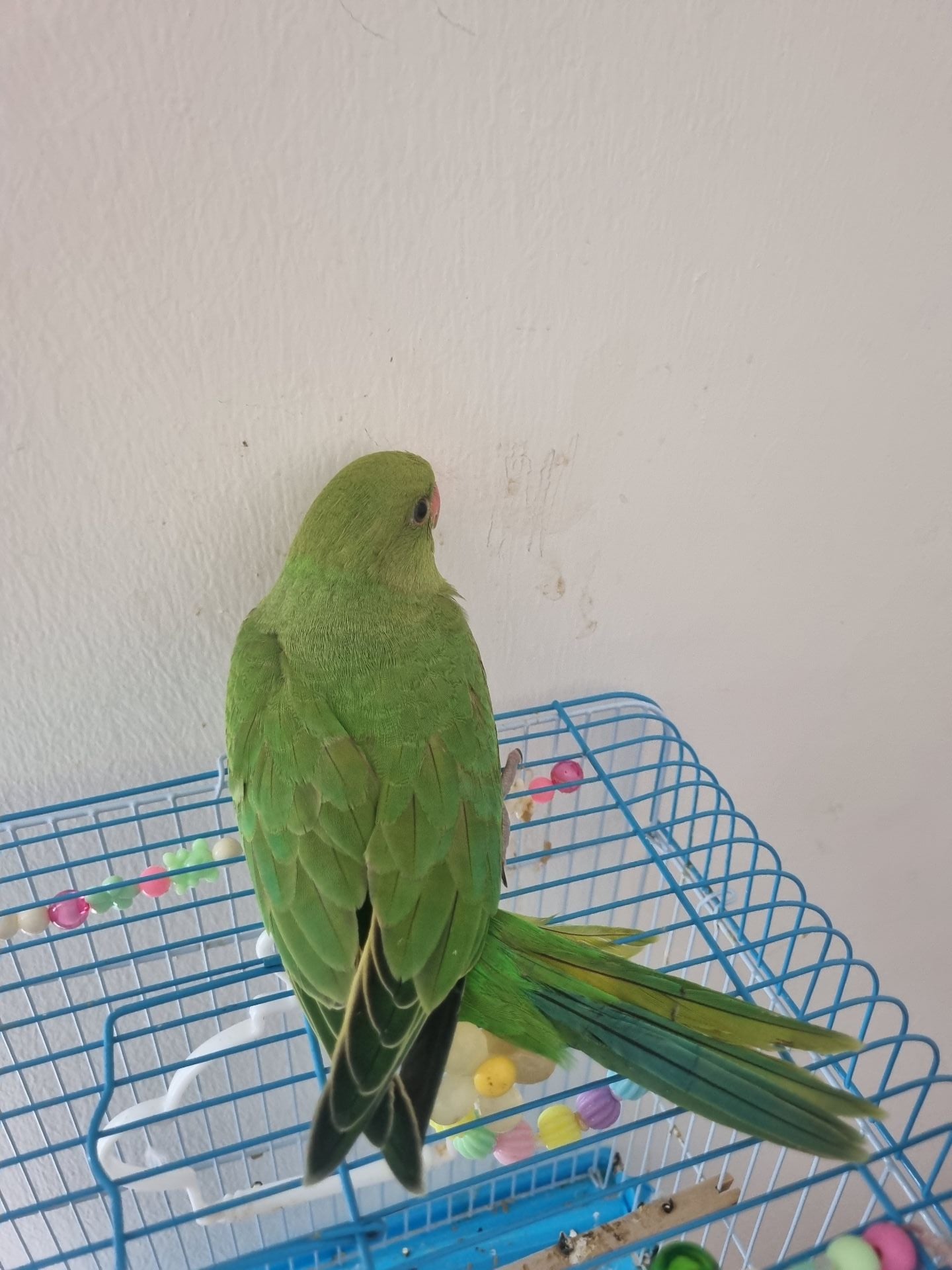 Baby parrot - Image 4